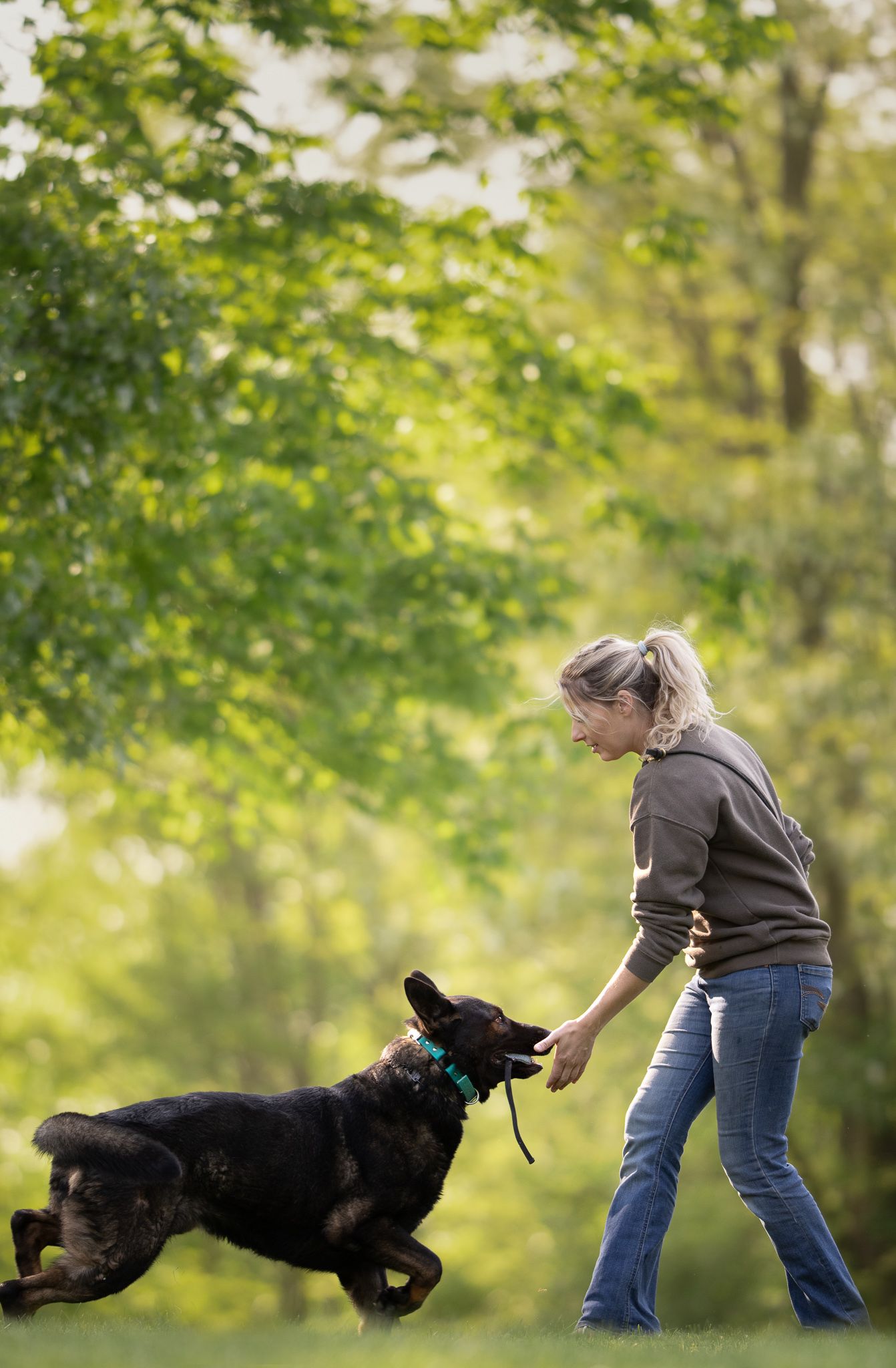 Training sequence of a black dog performing jumps in a green outdoor environment.