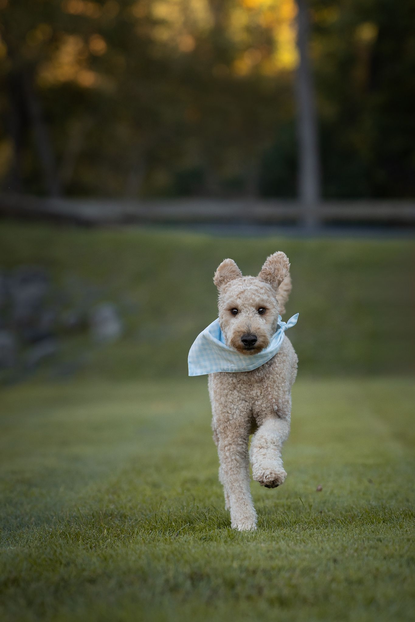 A fluffy cream goldendoodle wearing a light blue bandana runs joyfully across a green grassy lawn with blurred autumn trees behind.