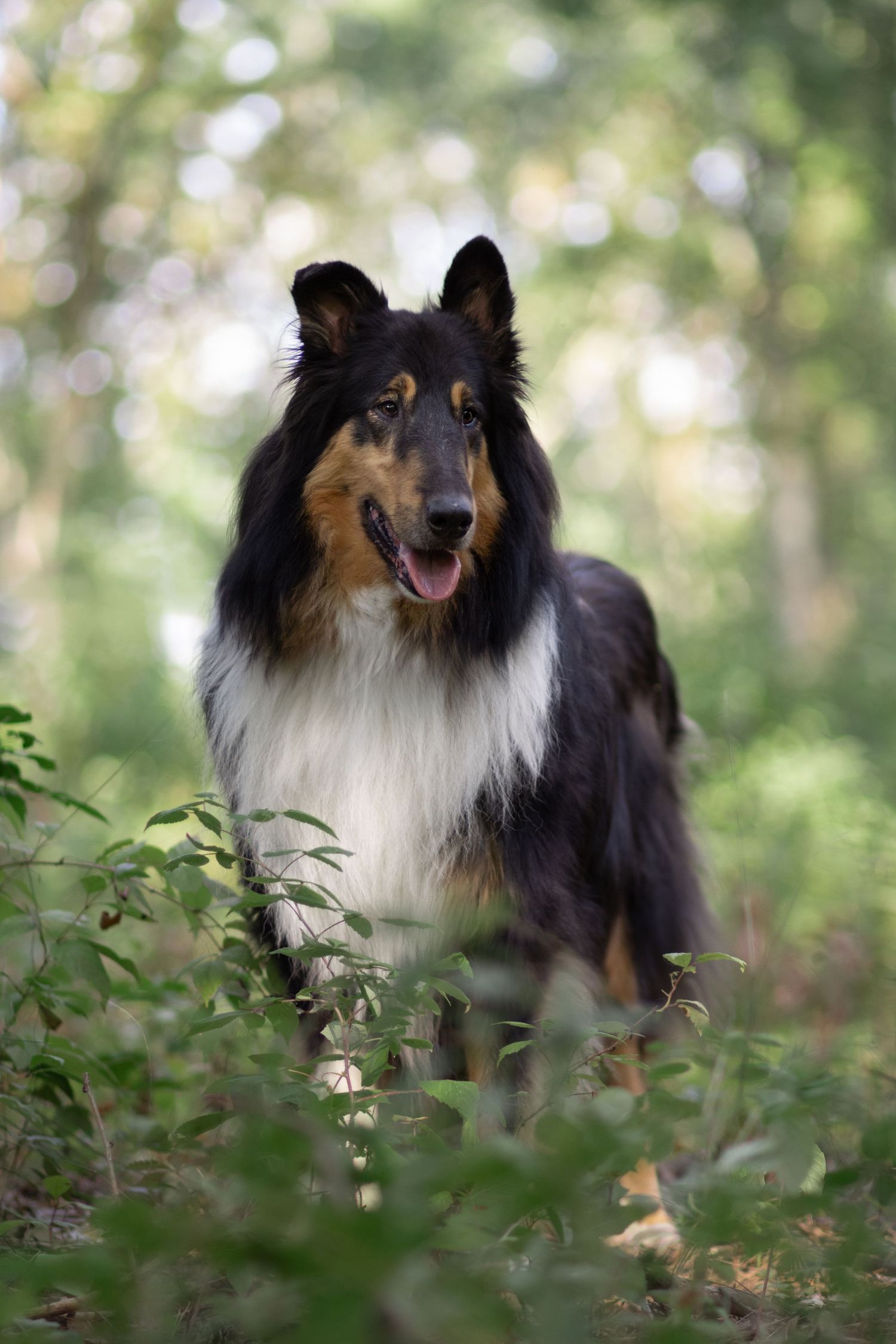 Tri-colored Rough Collie standing among forest foliage.