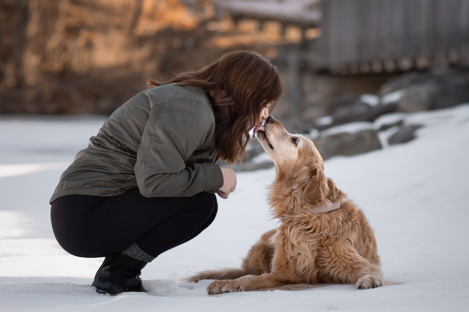 A golden retriever dog lies in the snow while someone crouches down to pet and interact with them.