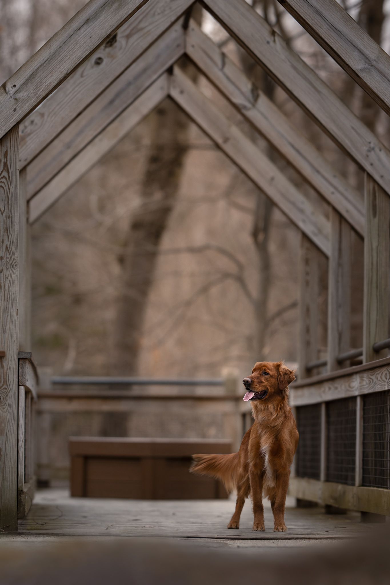 A golden-colored dog stands on a wooden boardwalk surrounded by weathered railings in muted lighting.