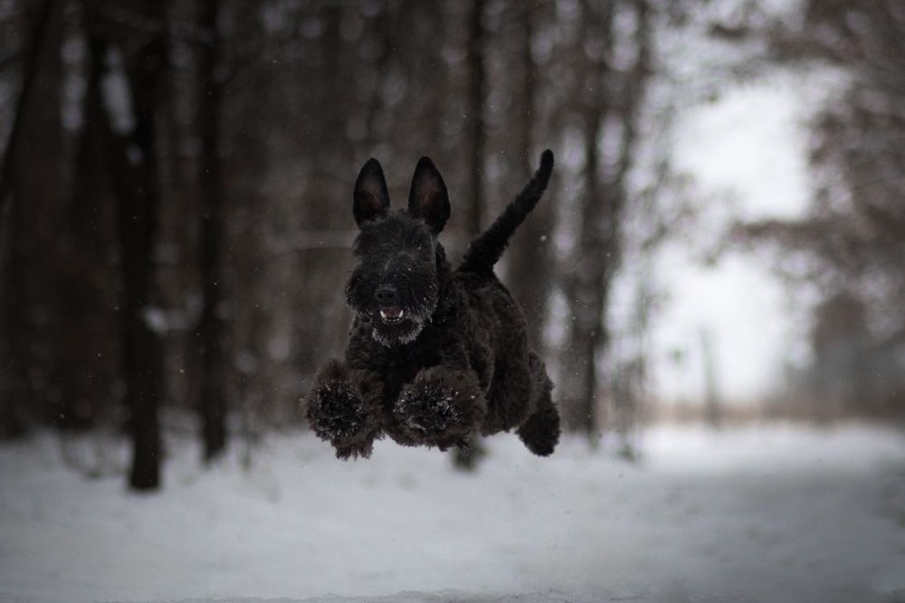 Kerry Blue Terrier leaping through snow in winter forest.