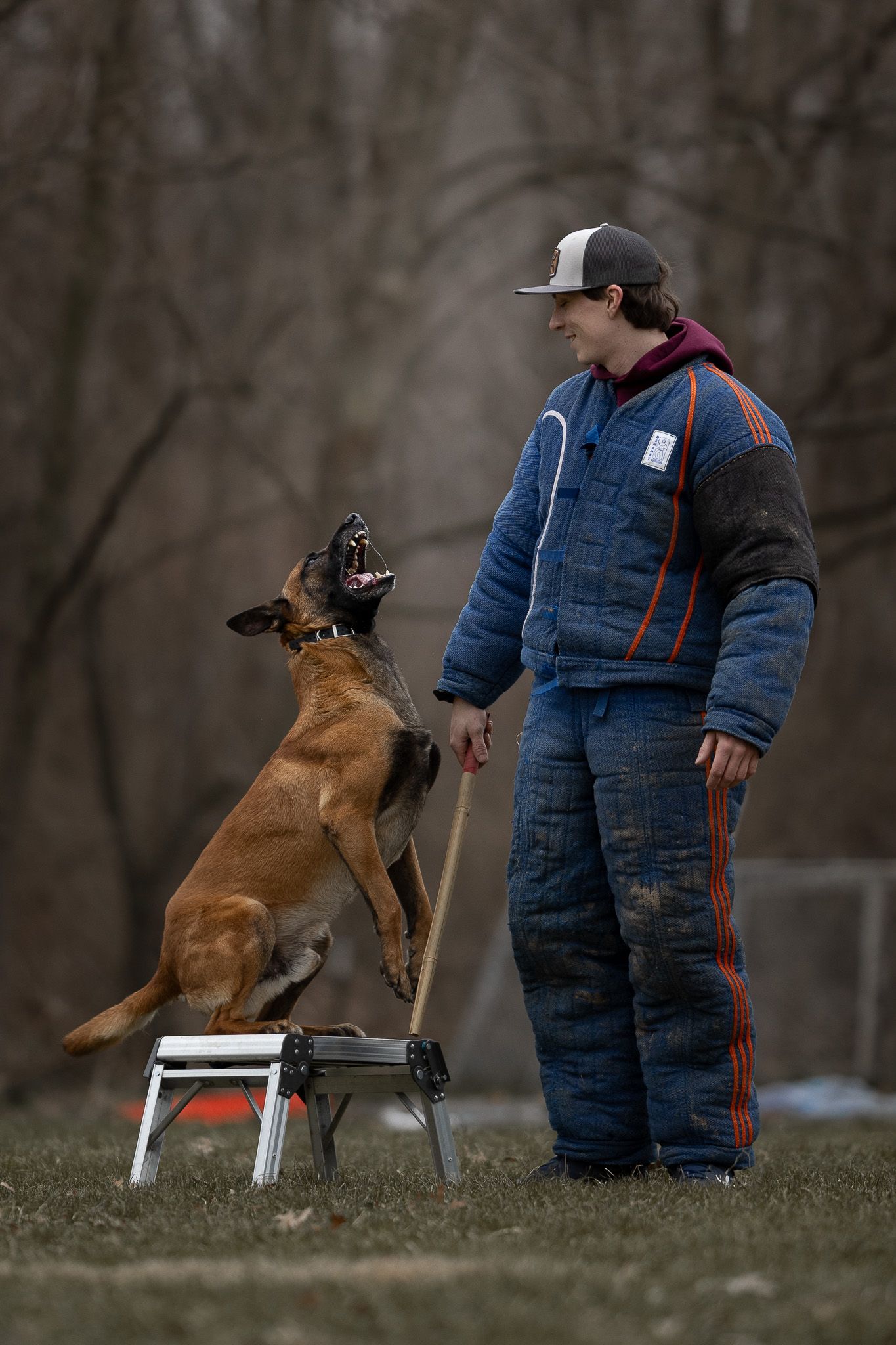 A Belgian Malinois dog standing on a platform, barking at a trainer holding a stick during an outdoor training session.