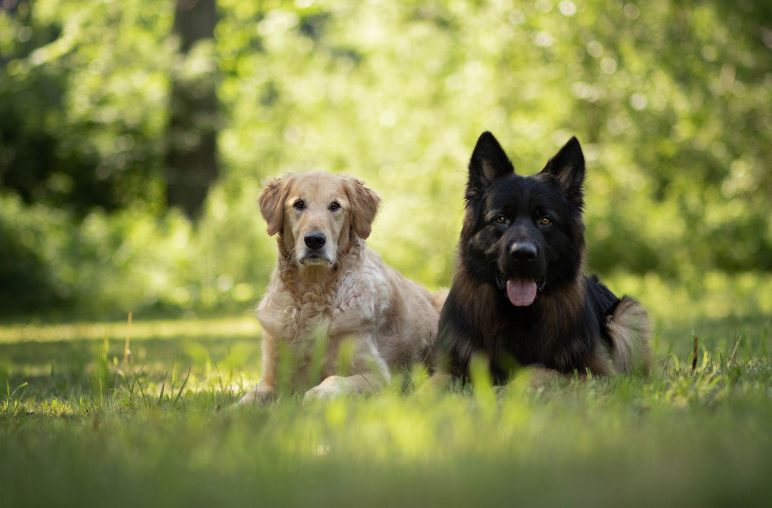 A golden retriever and German shepherd lying together in grass with blurred green foliage background.