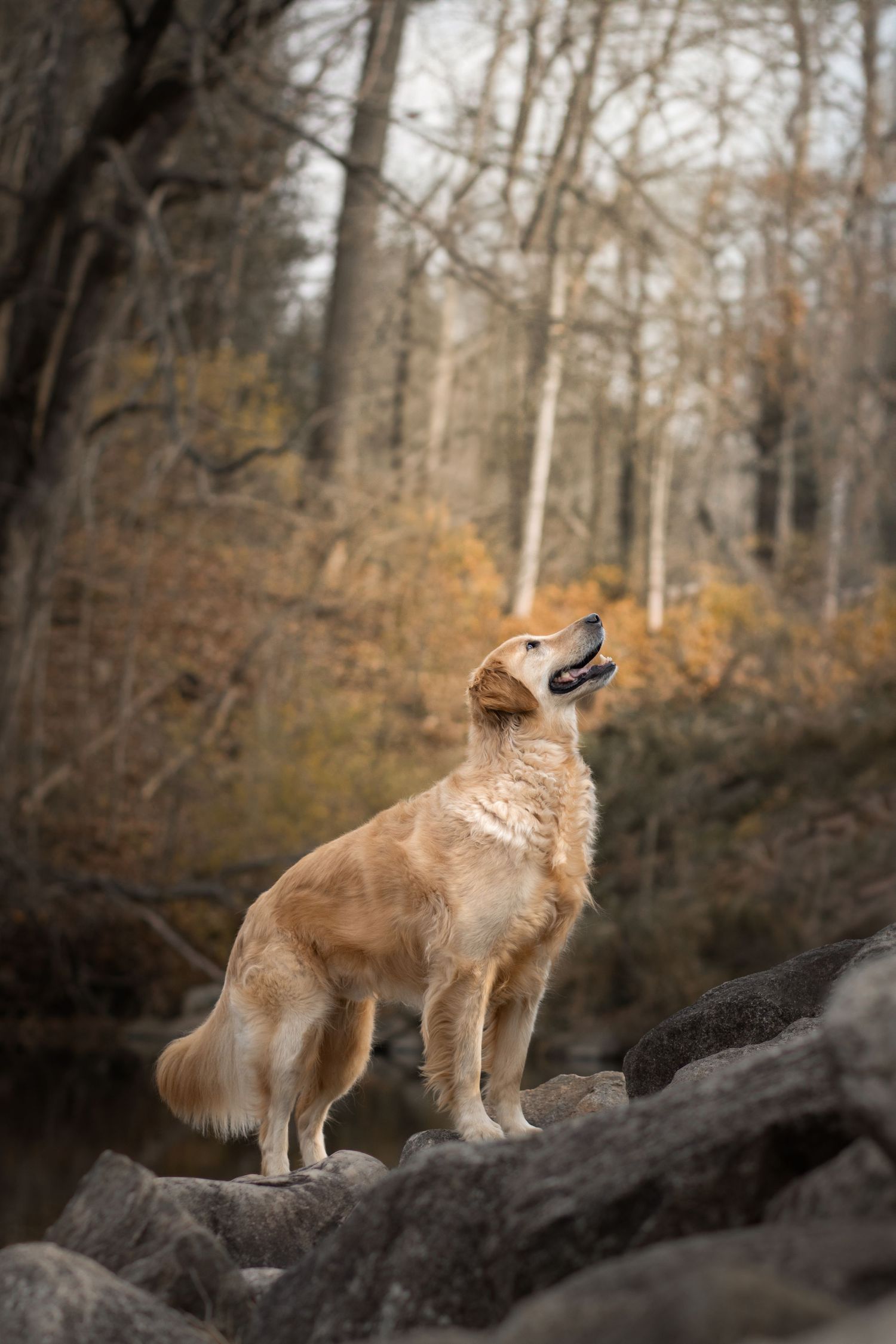 A golden retriever stands proudly on rocky terrain in an autumn forest landscape.