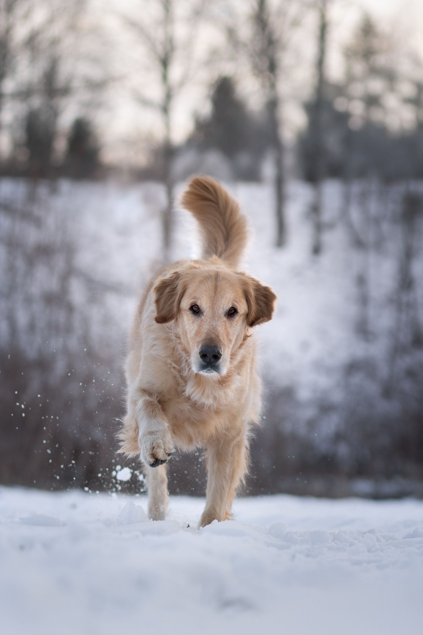 A golden retriever runs through fresh snow with trees in winter background.