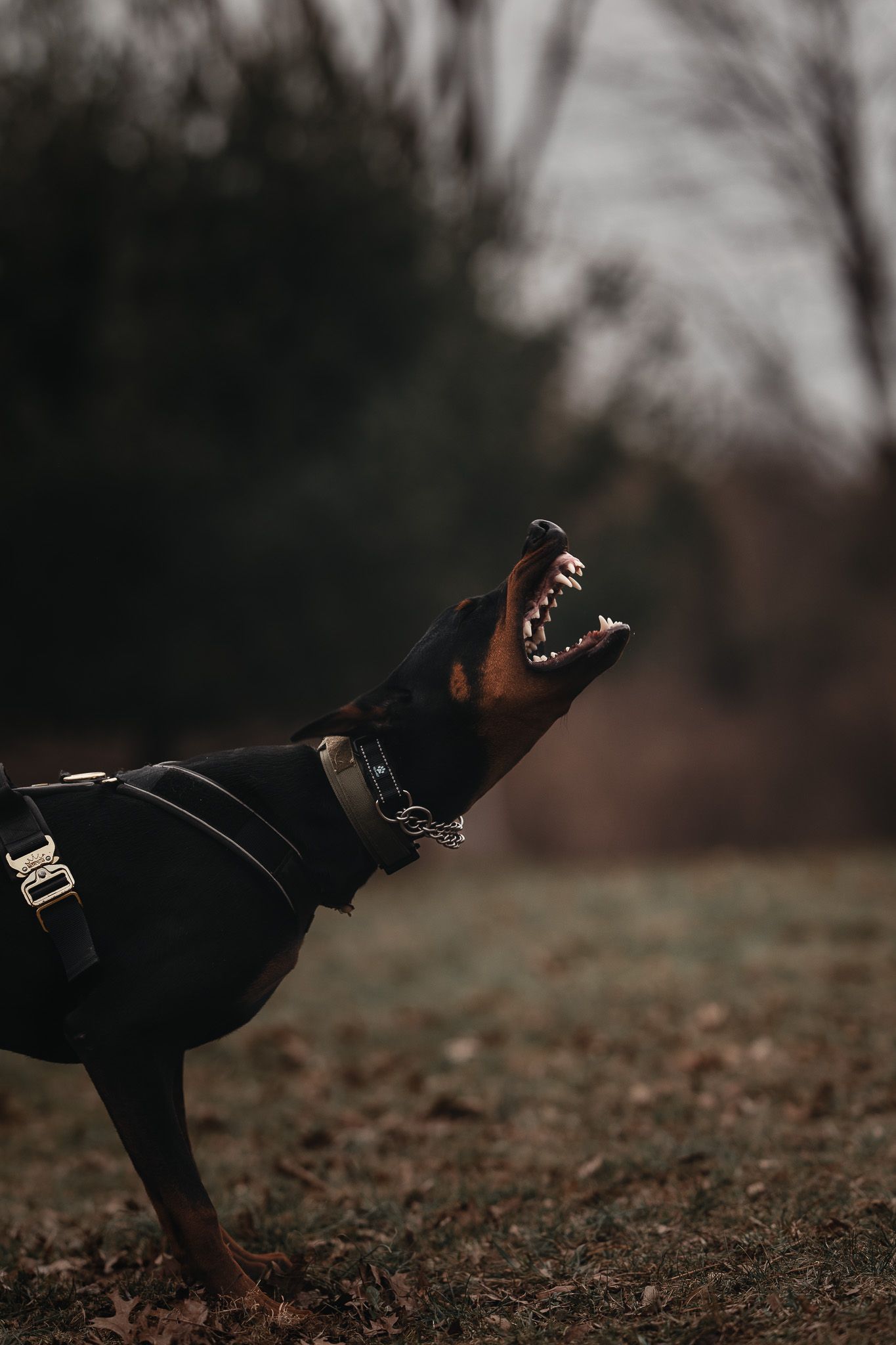 Rottweiler dog in a black harness running and playing in a field of fallen leaves during autumn.