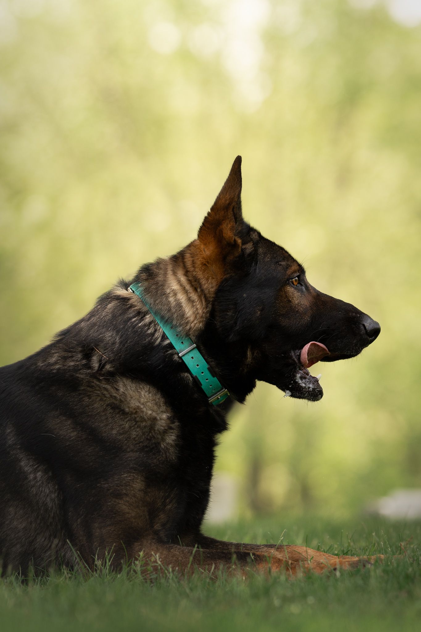 A black German Shepherd wearing a turquoise collar lies in profile on grass against a blurred natural background.