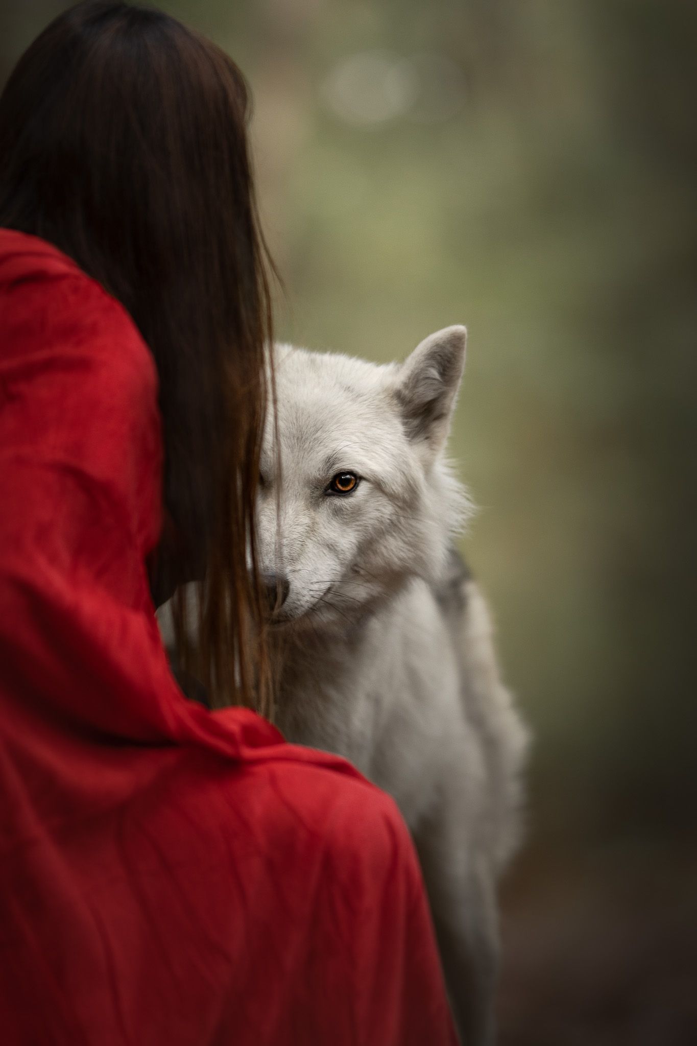A white wolf stands close to someone wearing a red cloak in a dreamy forest setting.