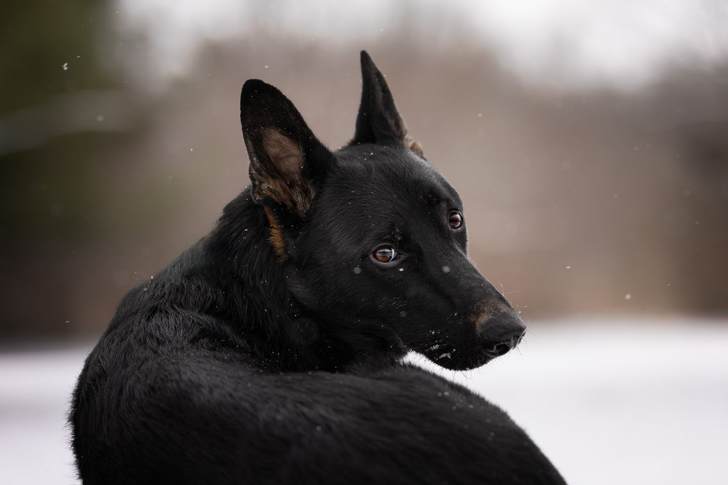 A black German Shepherd dog looks attentively while standing in a snowy winter landscape.