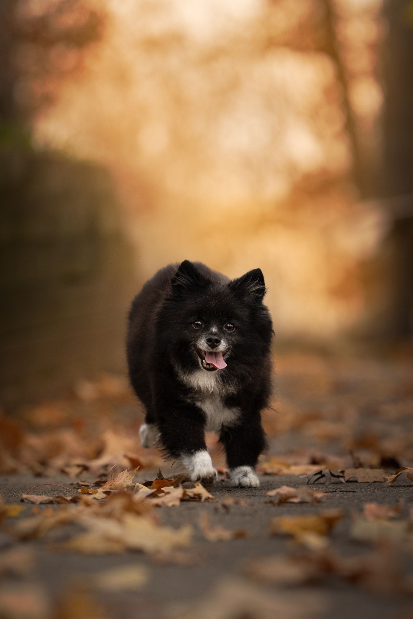A black and white Pomeranian dog walks on a path covered in autumn leaves with a blurred warm background.