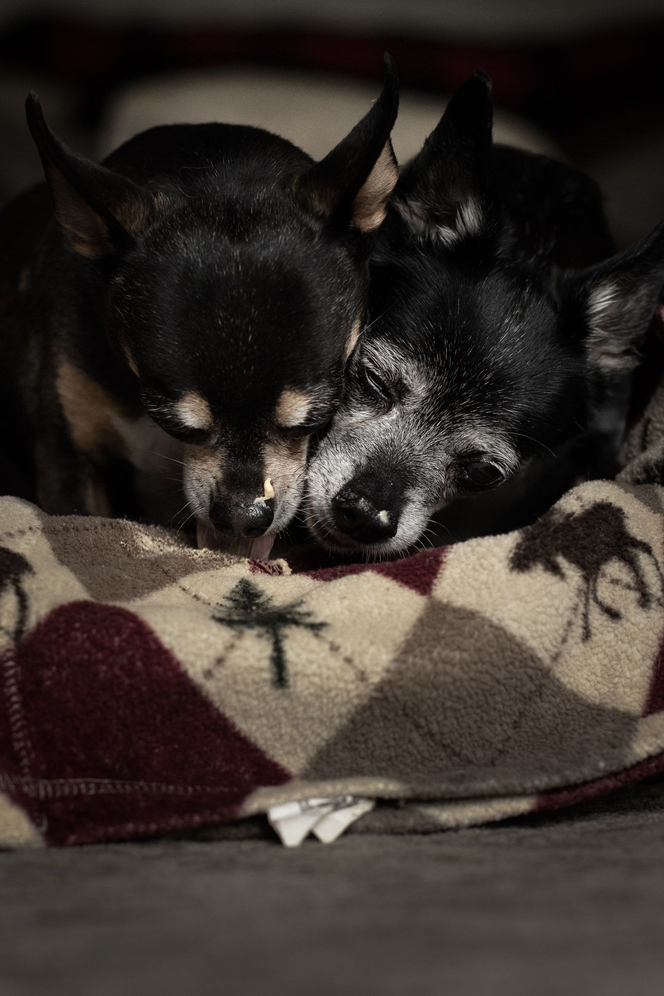Close-up sequence of a small black Chihuahua dog sleeping on a patterned blanket.