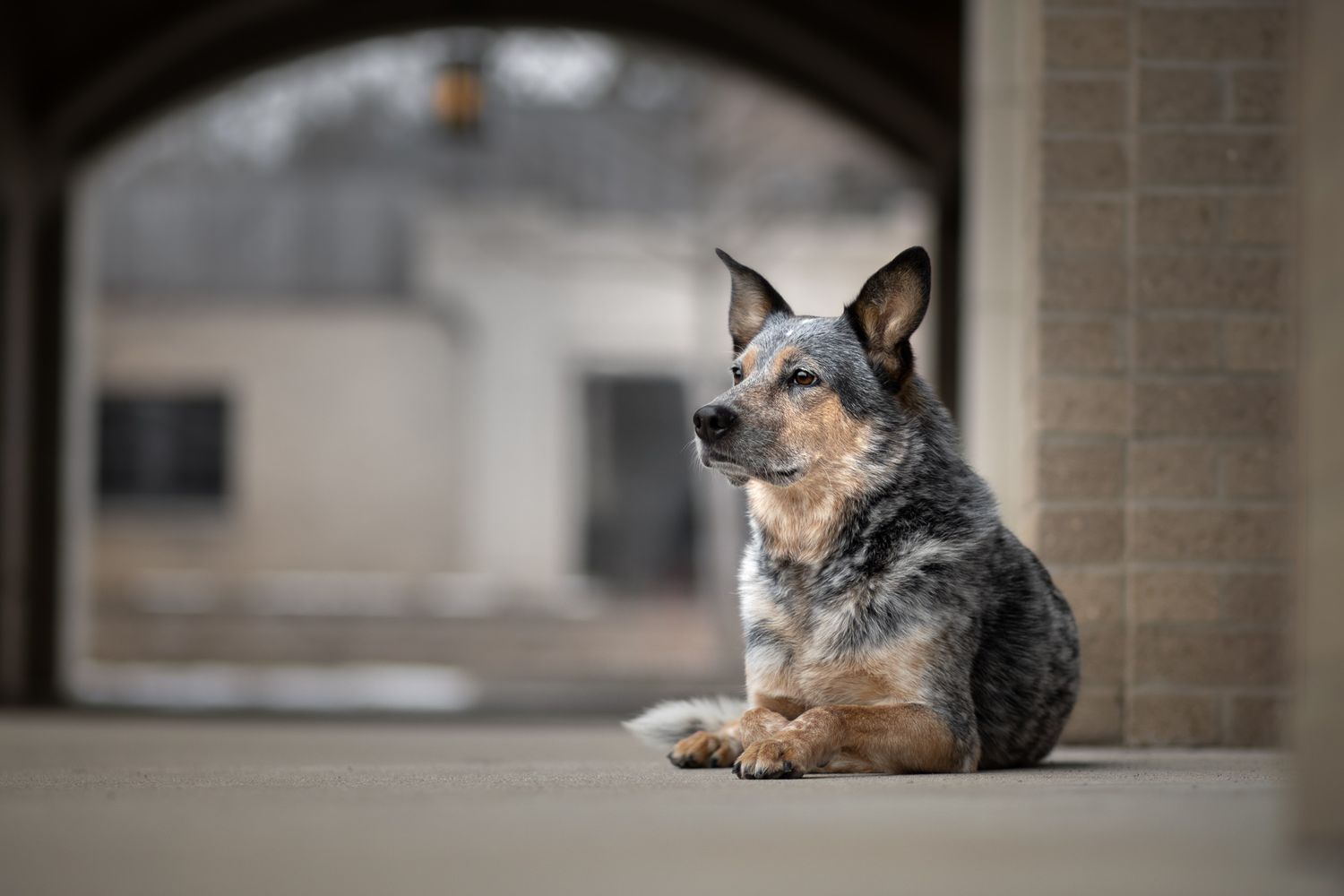 Australian Cattle Dog resting in archway of stone building.