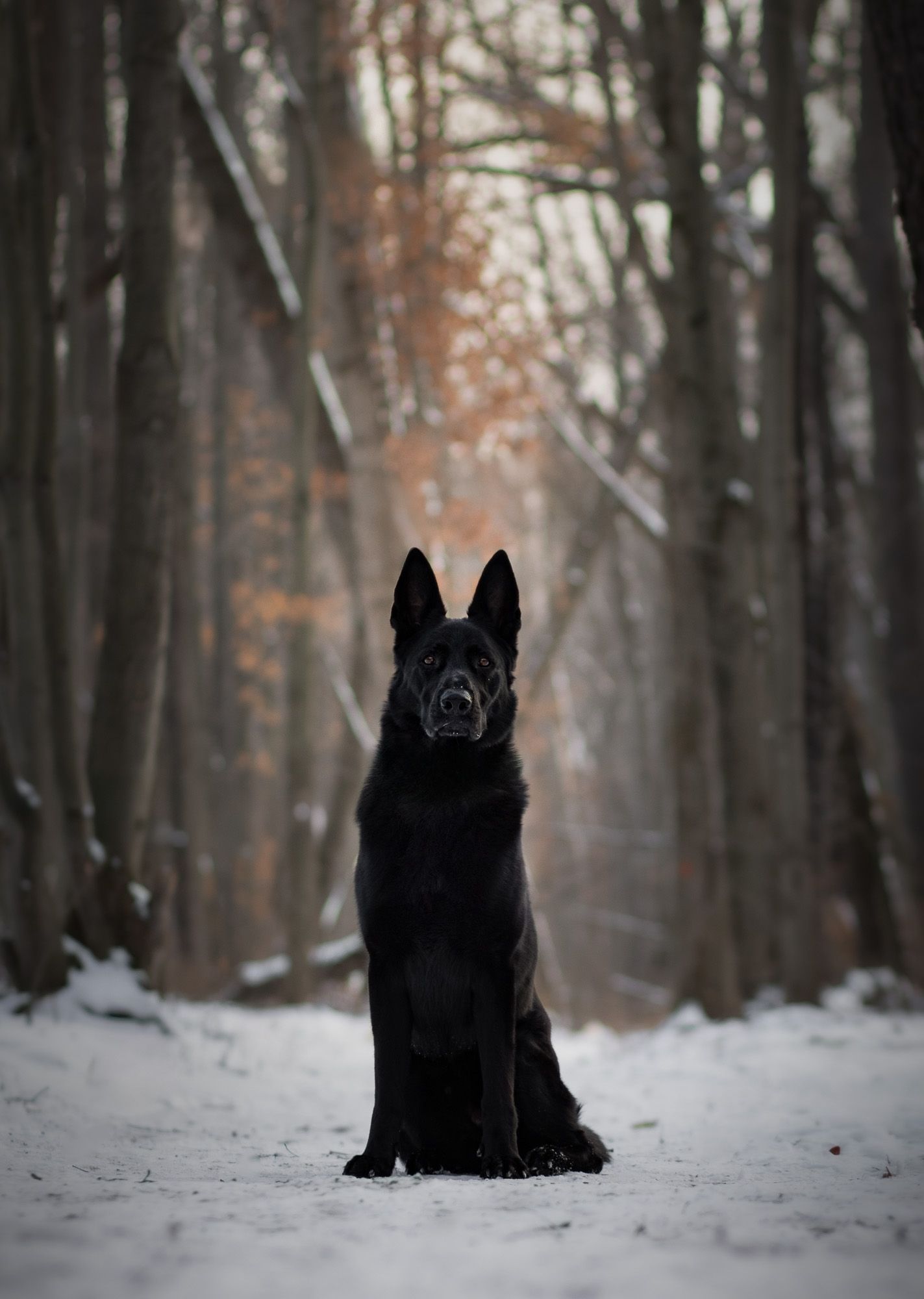 A black German Shepherd sits alertly in a snowy winter forest path.
