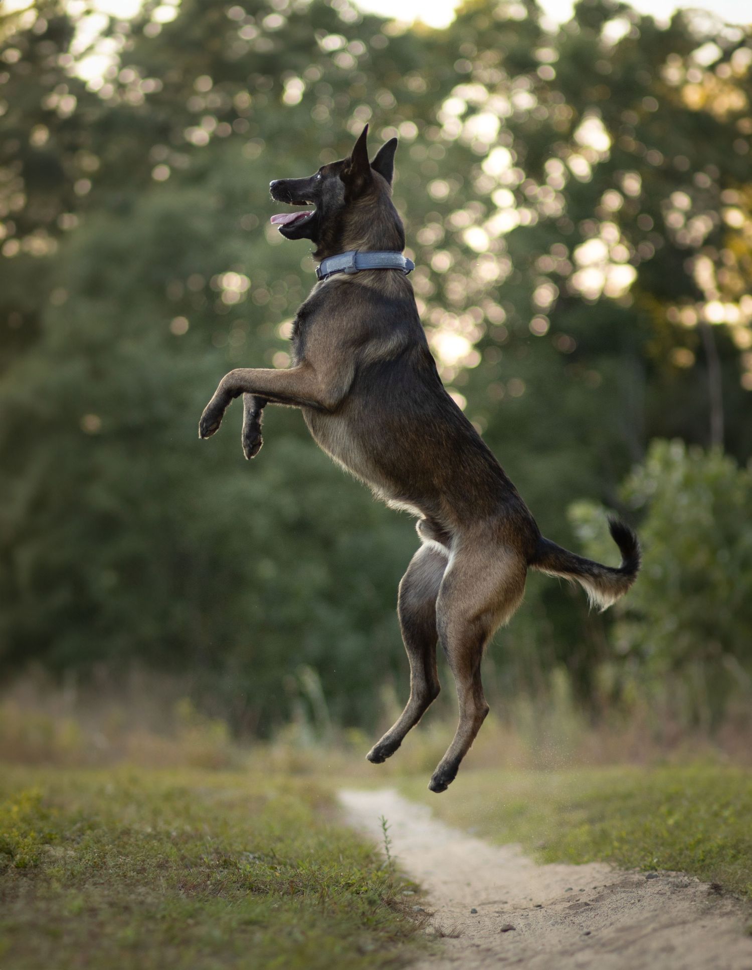 A Belgian Malinois dog leaps high into the air on a dirt path.