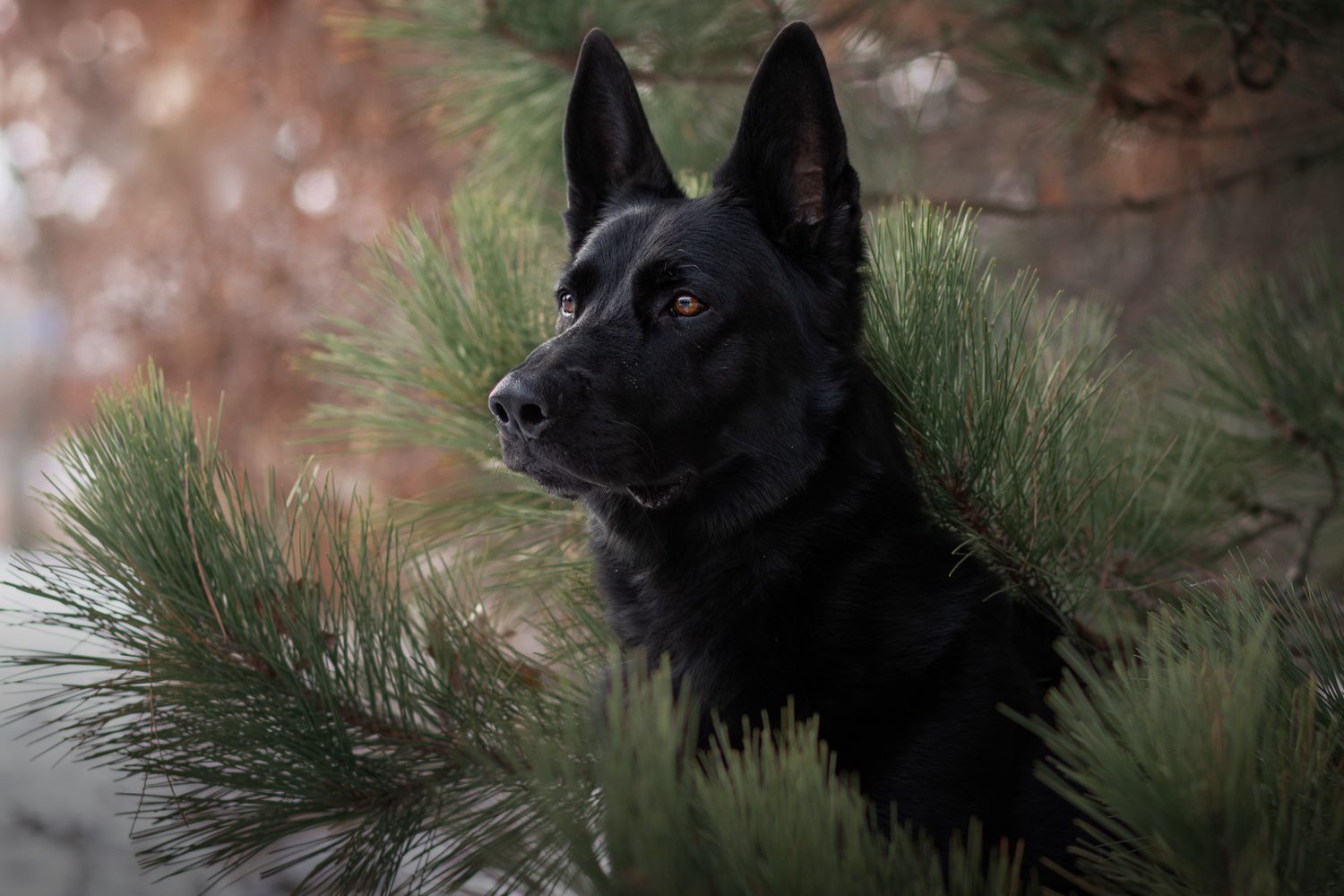 Black German shepherd portrait among pine needles with soft brown background.