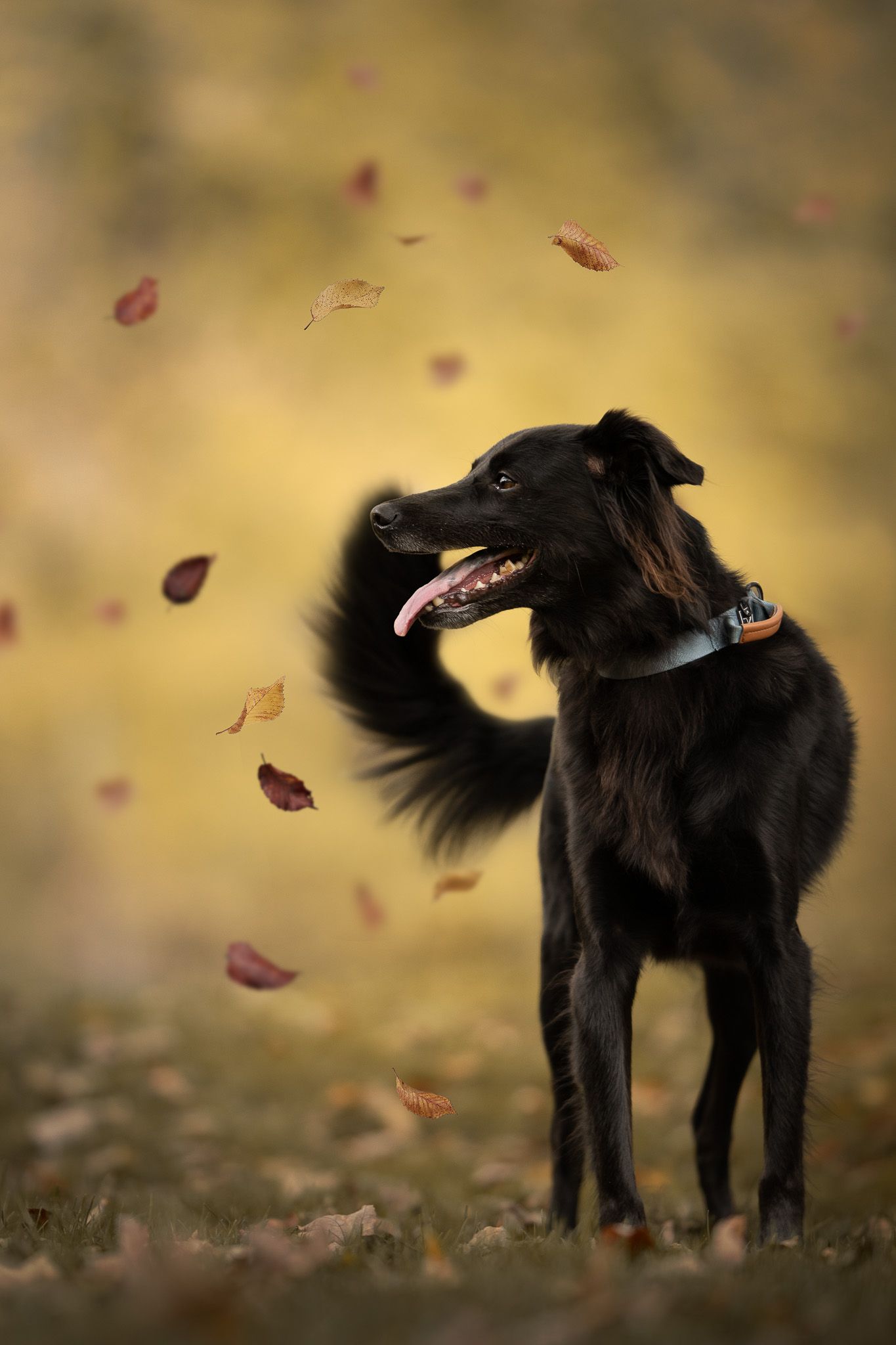 A black dog plays with autumn leaves blowing in the wind, captured in a series of artistic photographs.