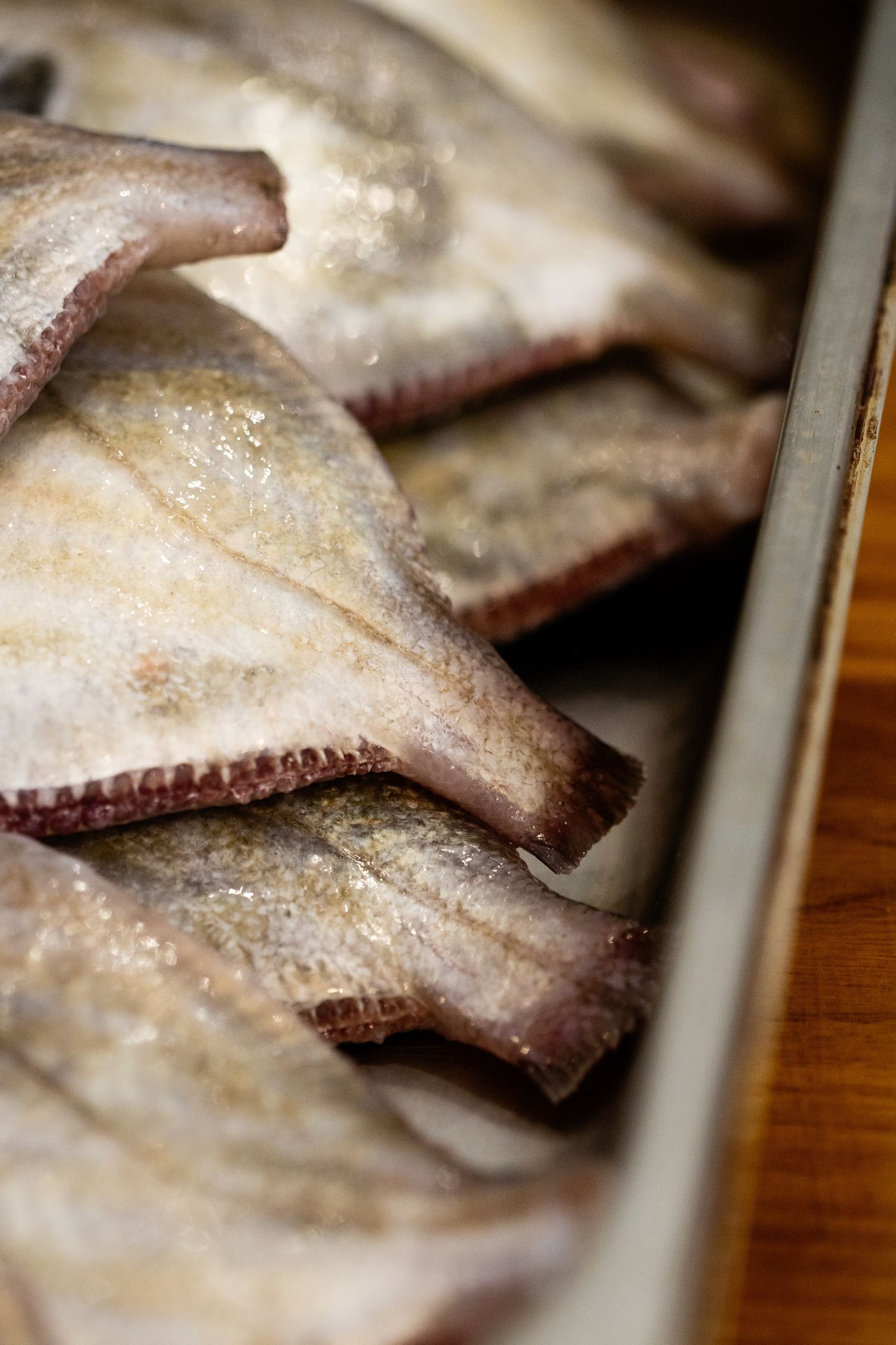 Close-up macro view of raw octopus tentacles with suction cups arranged in a row showing detailed texture.