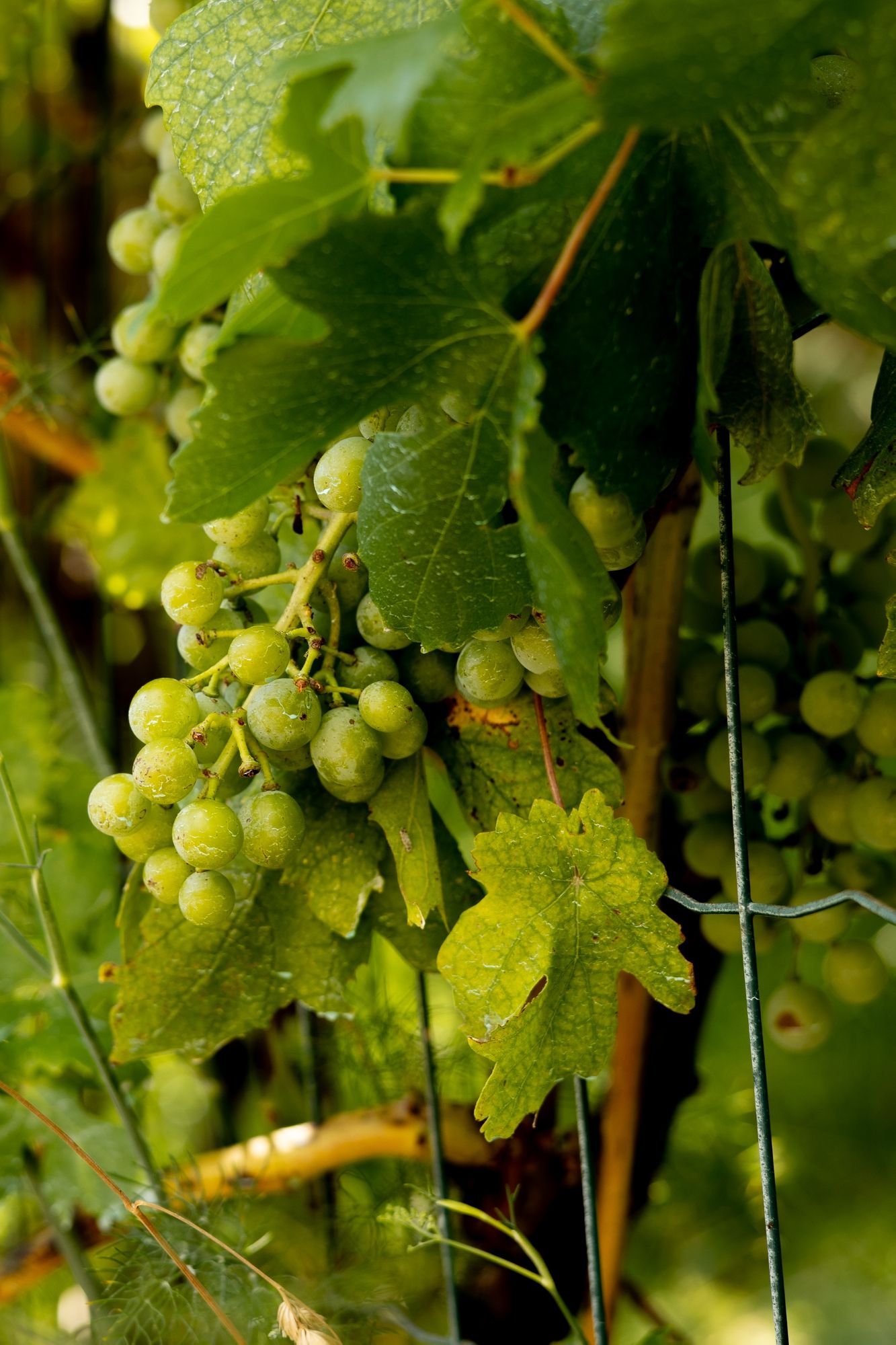 Fresh green grapes growing on grapevines with water droplets on leaves.