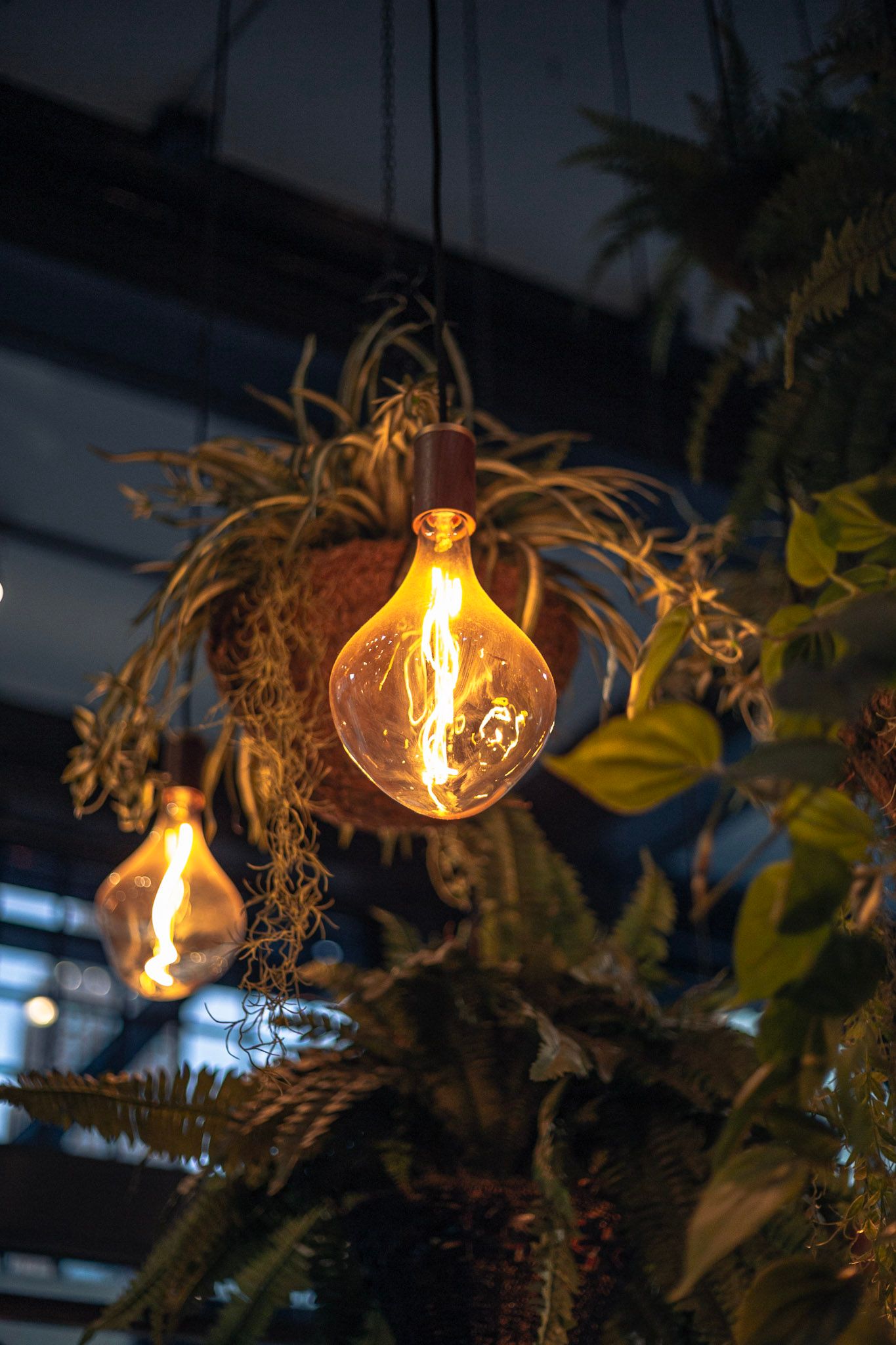 Warm glowing Edison bulb pendant lights hanging among lush green tropical ferns and plants in a dark interior.