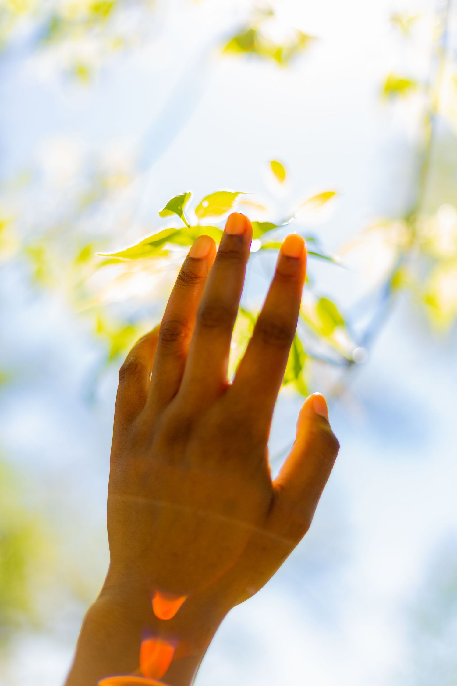 Close-up of hand reaching toward sunlit green leaves on tree branch against bright blue sky.