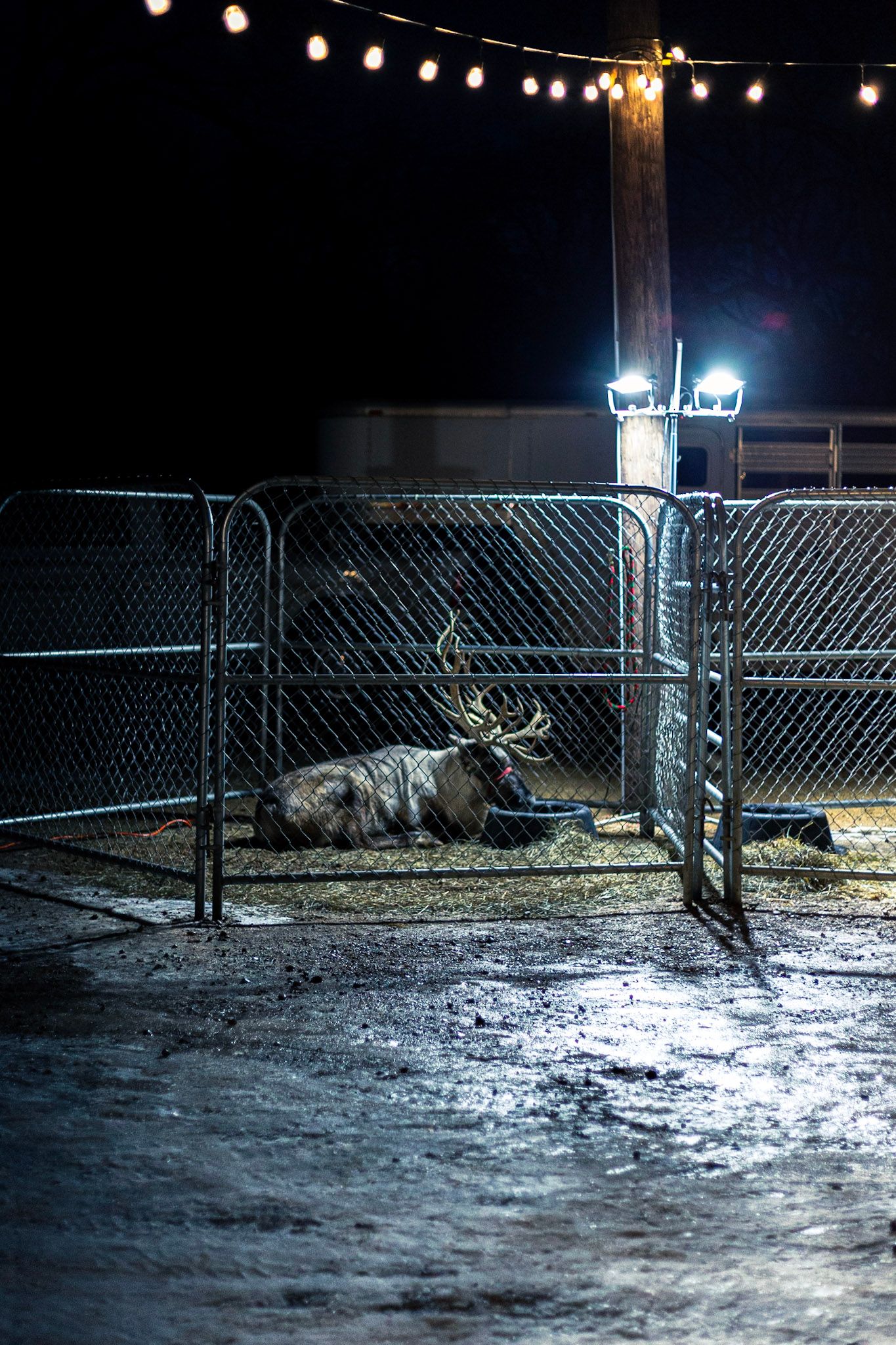 Reindeer resting inside a chain-link fence enclosure at night under string lights and bright spotlights.