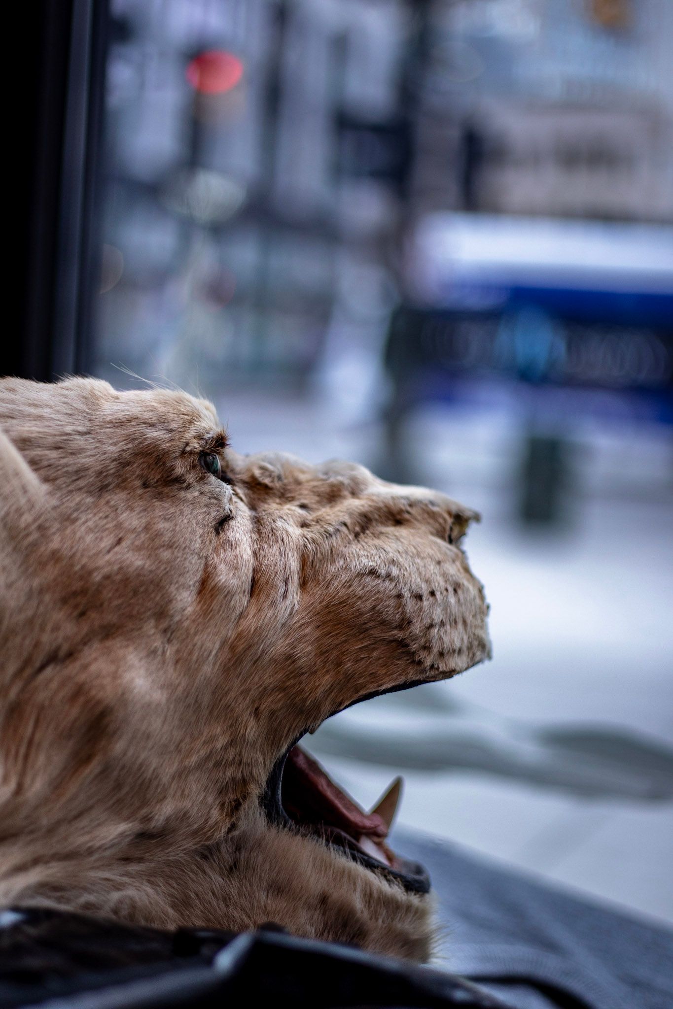 Close-up of a taxidermy lion head with open mouth displayed against a blurred city street background.