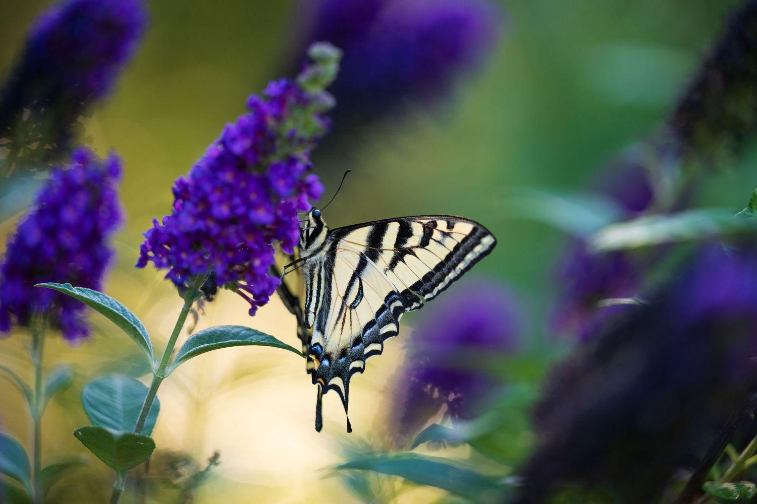 Monarch butterfly