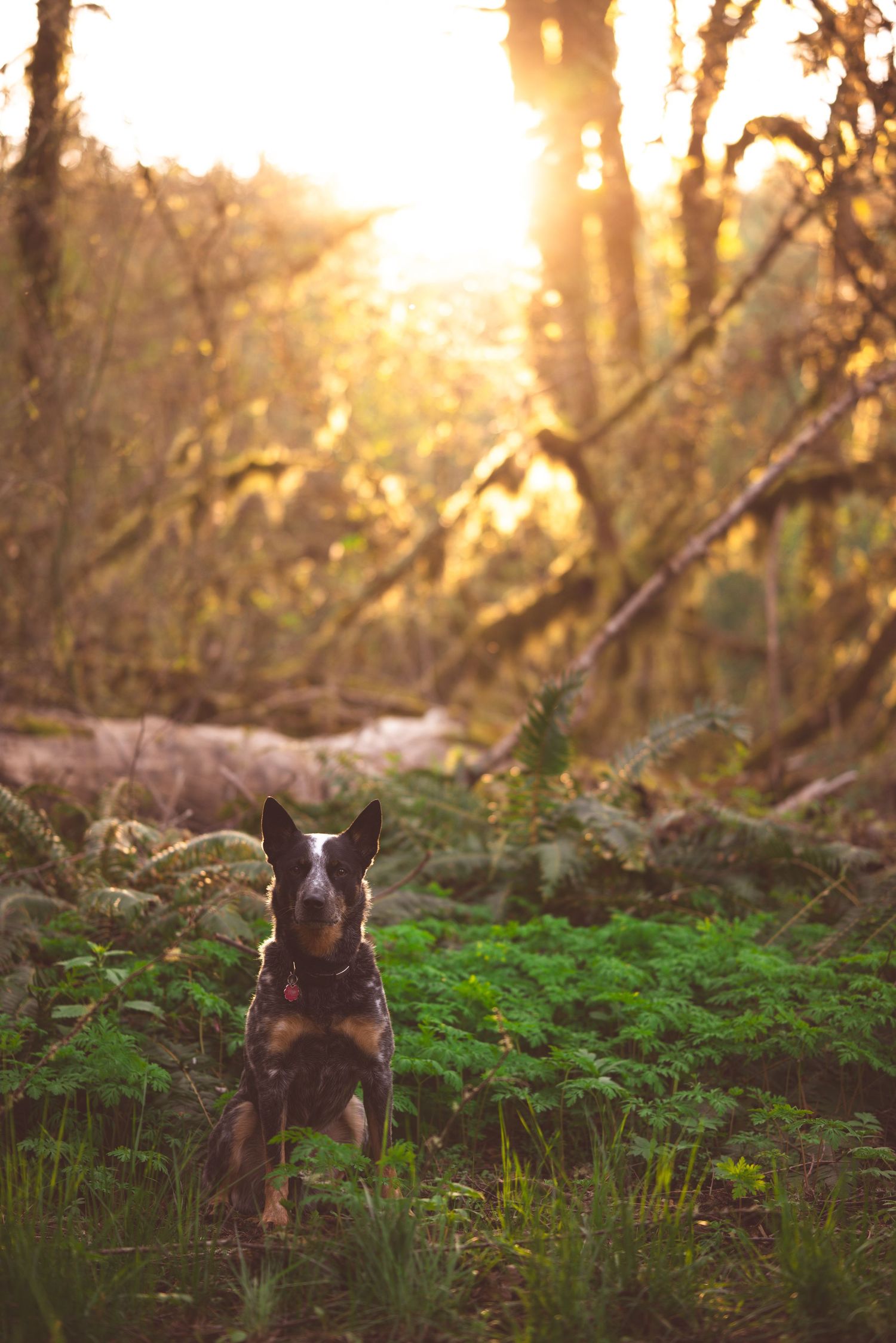 Pet portrait with Levi