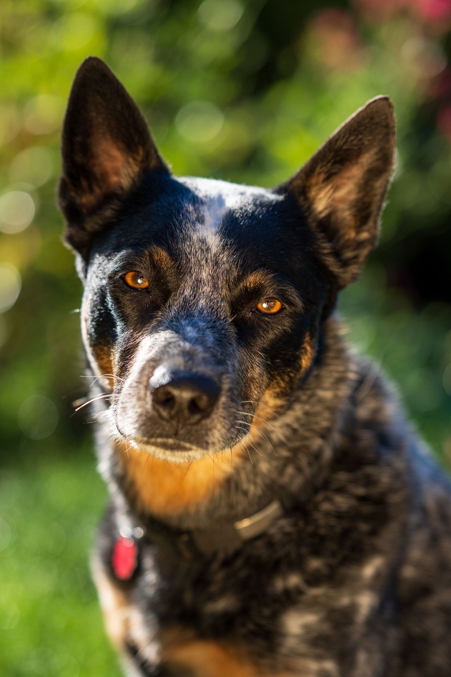 Pet portrait with Levi