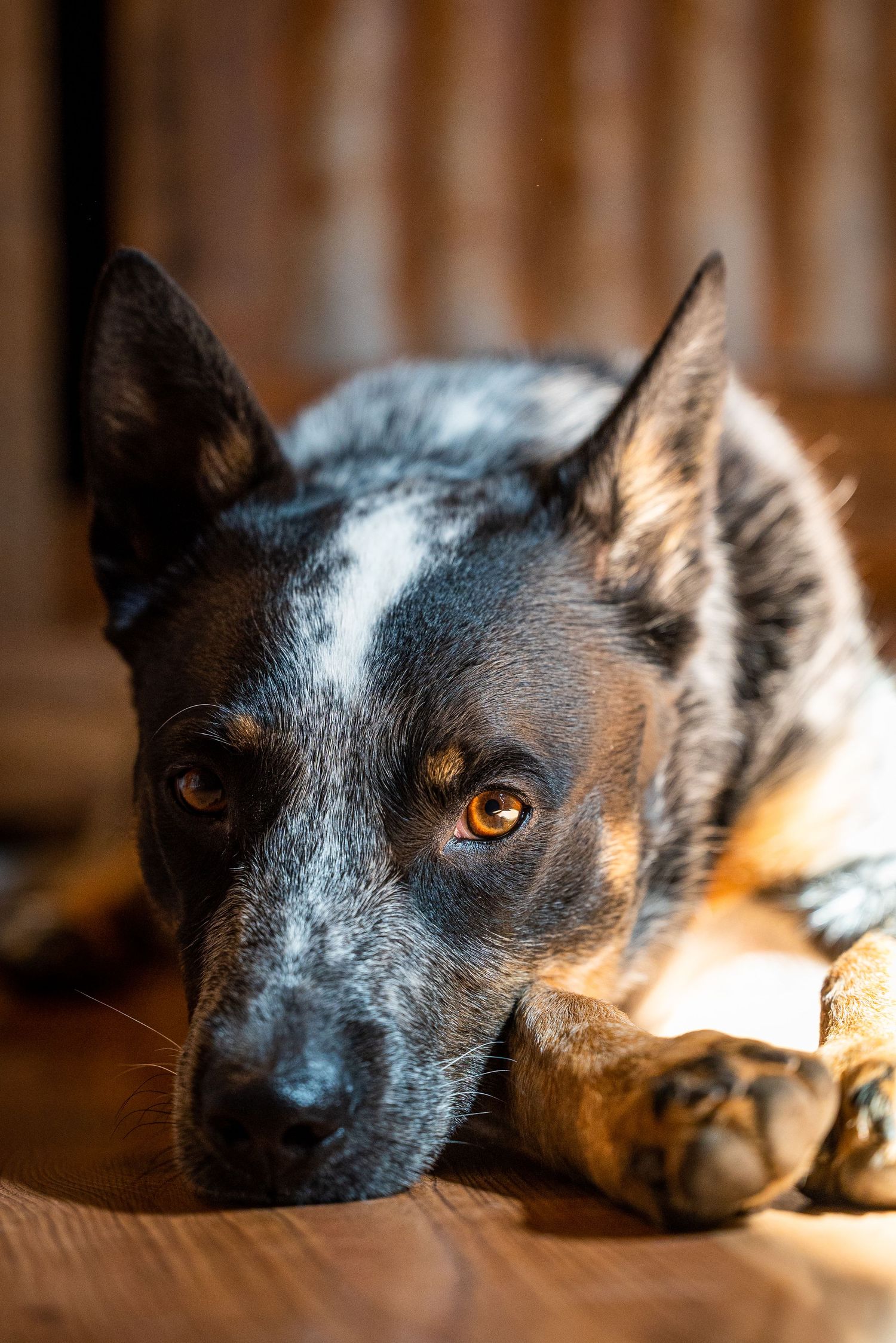 Pet portrait with Levi