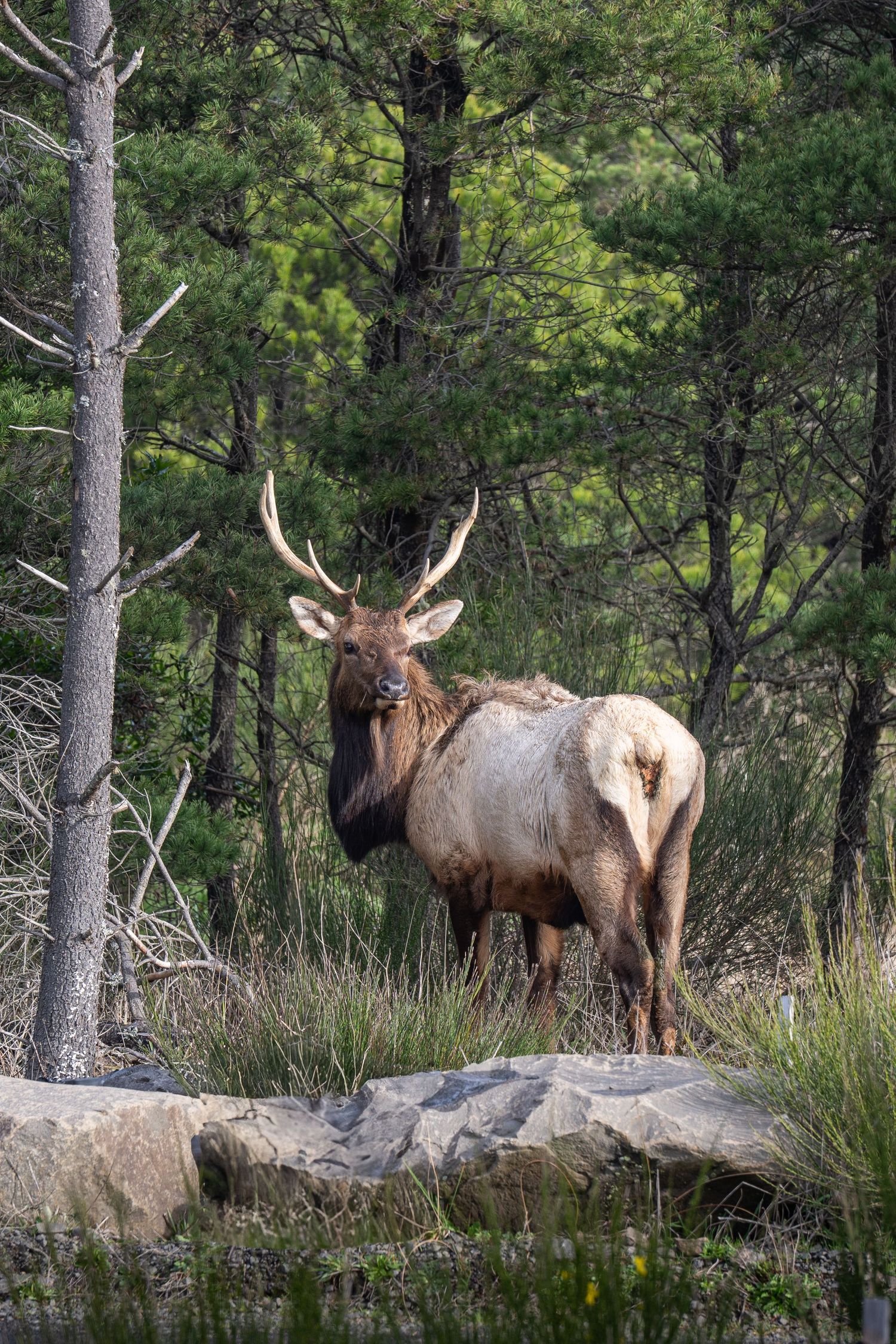 Elk in Astoria Oregon