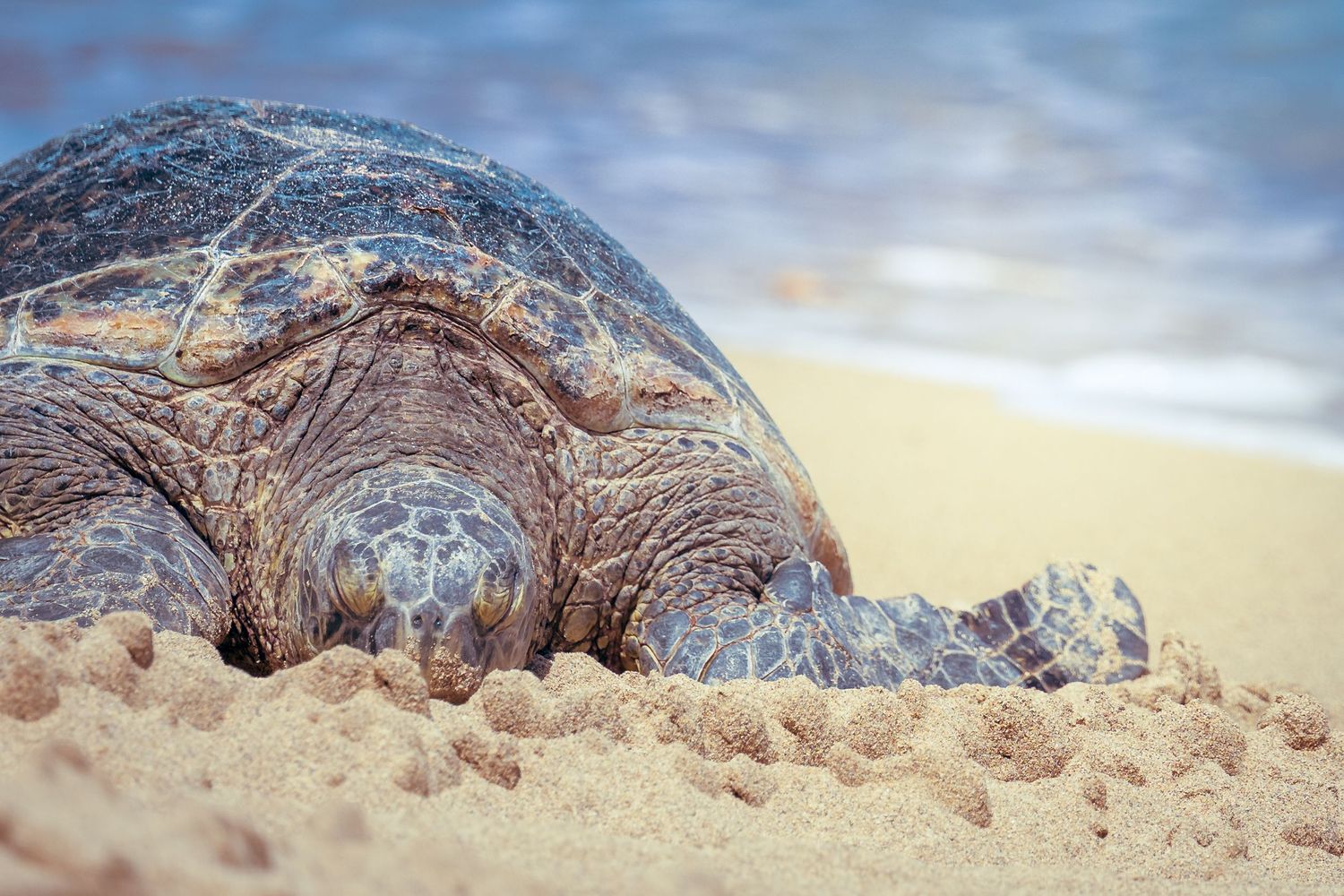 Hawaiian green sea turtle in Maui