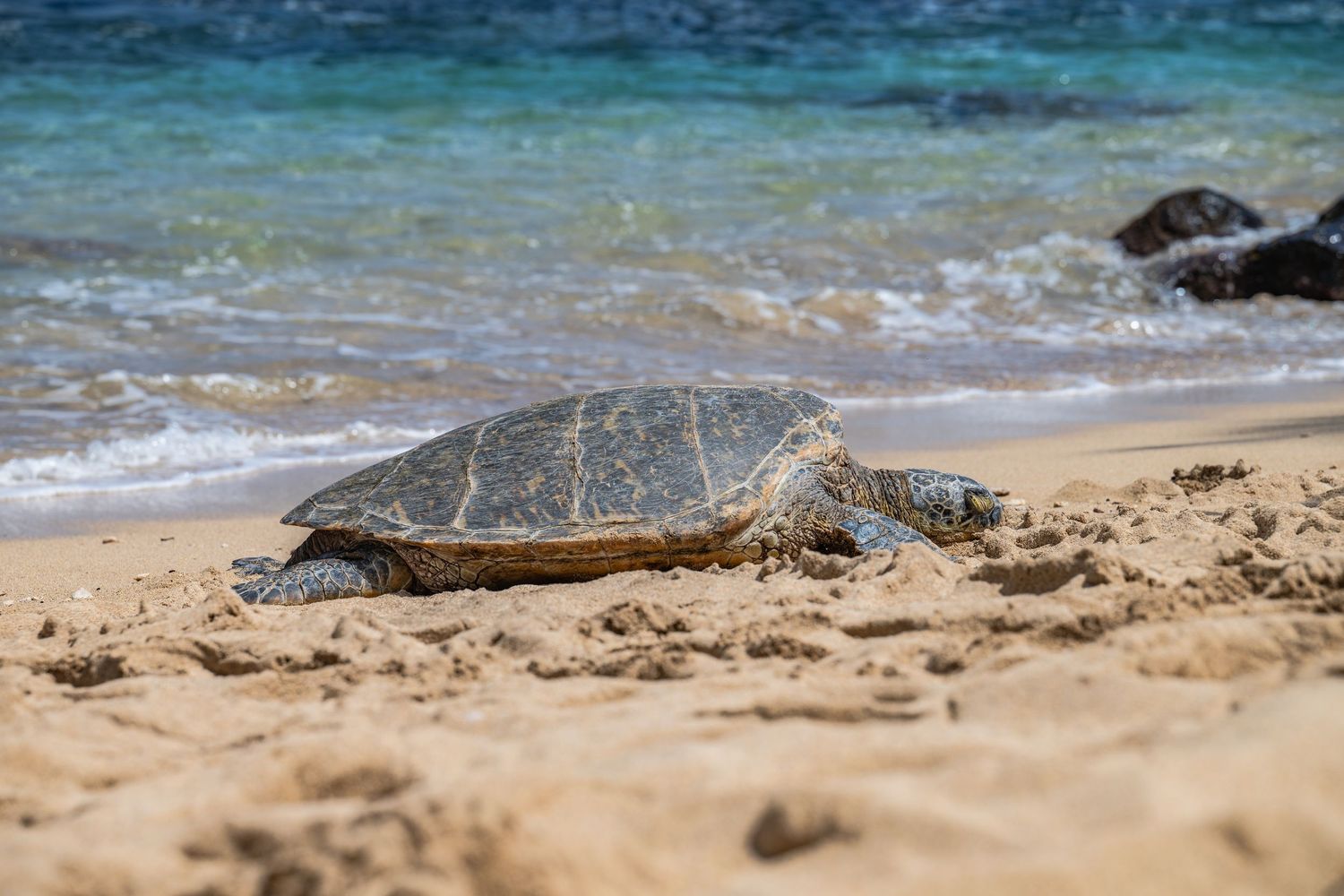 Hawaiian green sea turtle on a beach in Maui