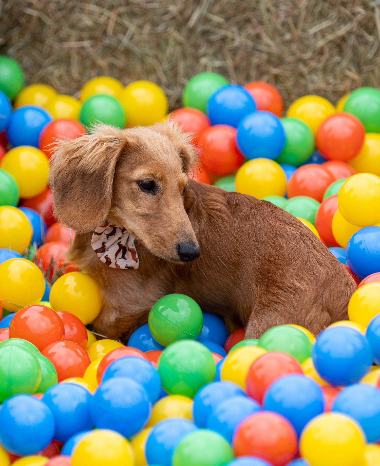 Golden dachshund puppy playing in a colorful ball pit filled with blue, yellow, and green spheres.