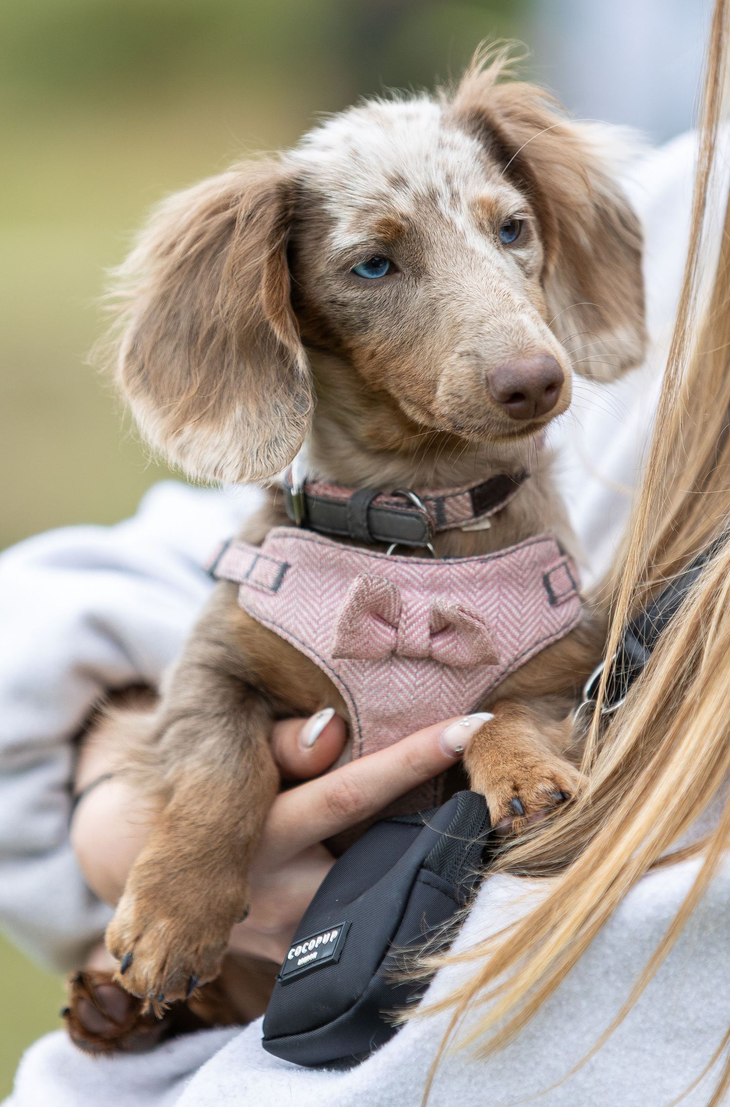 Adorable puppy wearing pink harness being held outdoors.