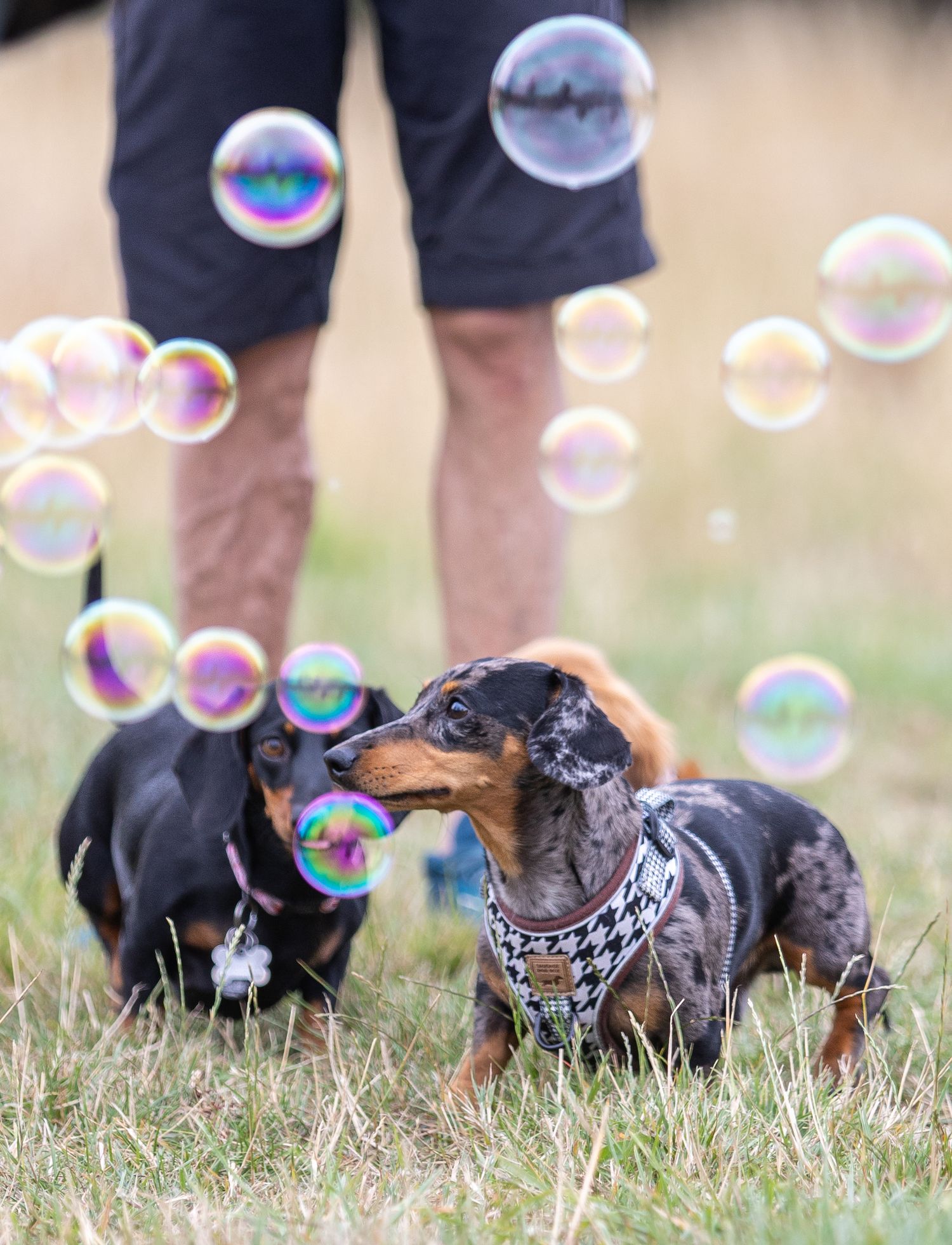 Playful dachshund puppy chases soap bubbles floating in the grass on a sunny day.