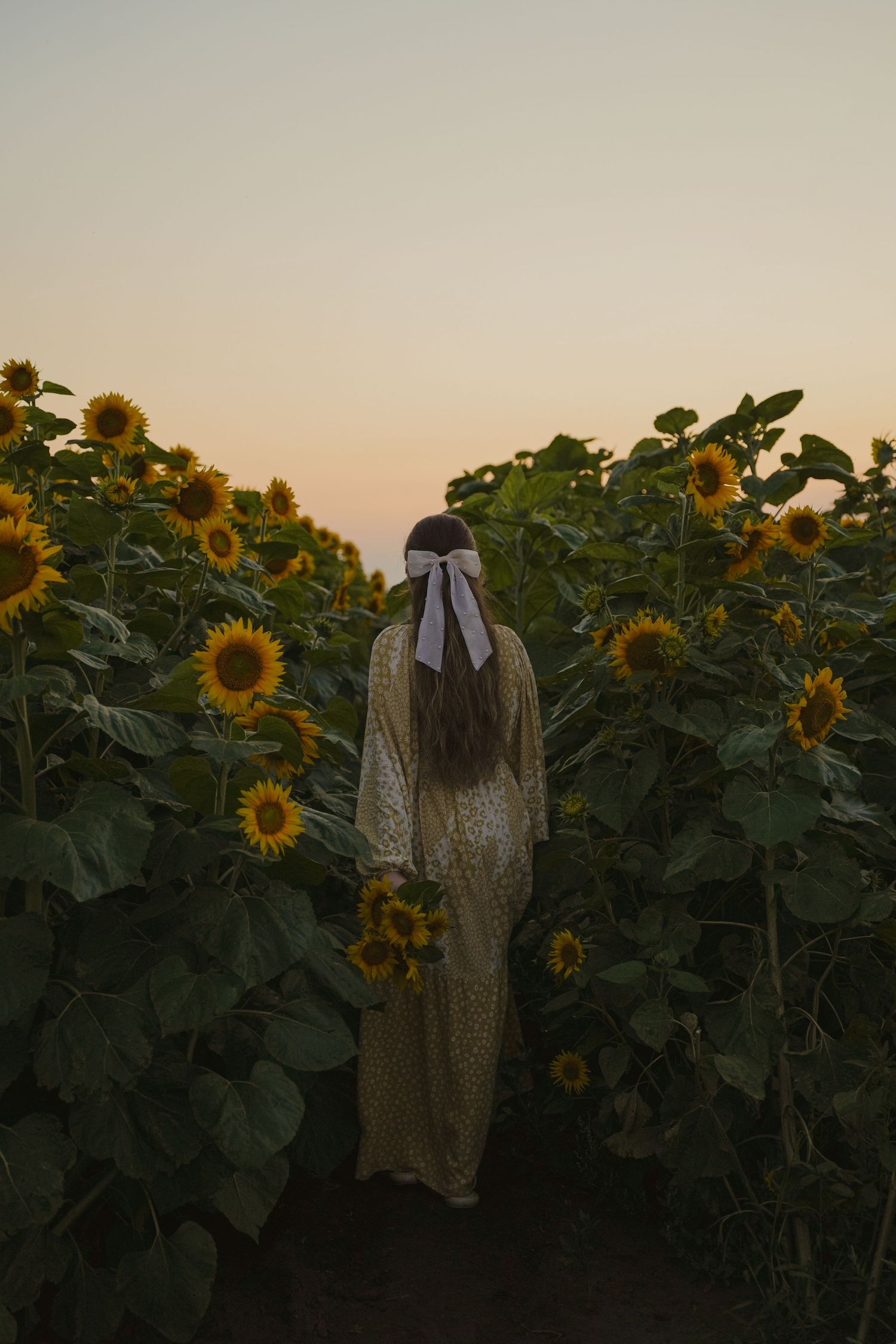sunflower photo