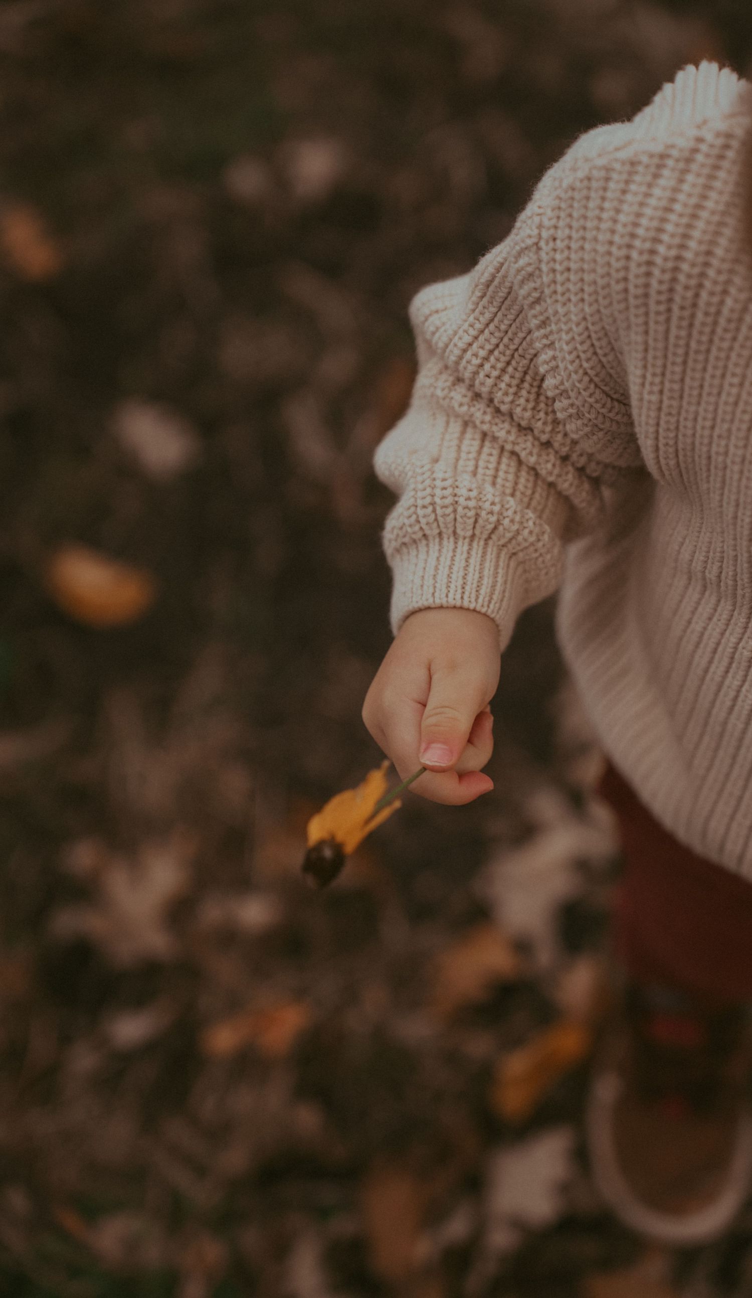 Close-up of small hand in cream sweater holding a leaf during autumn.