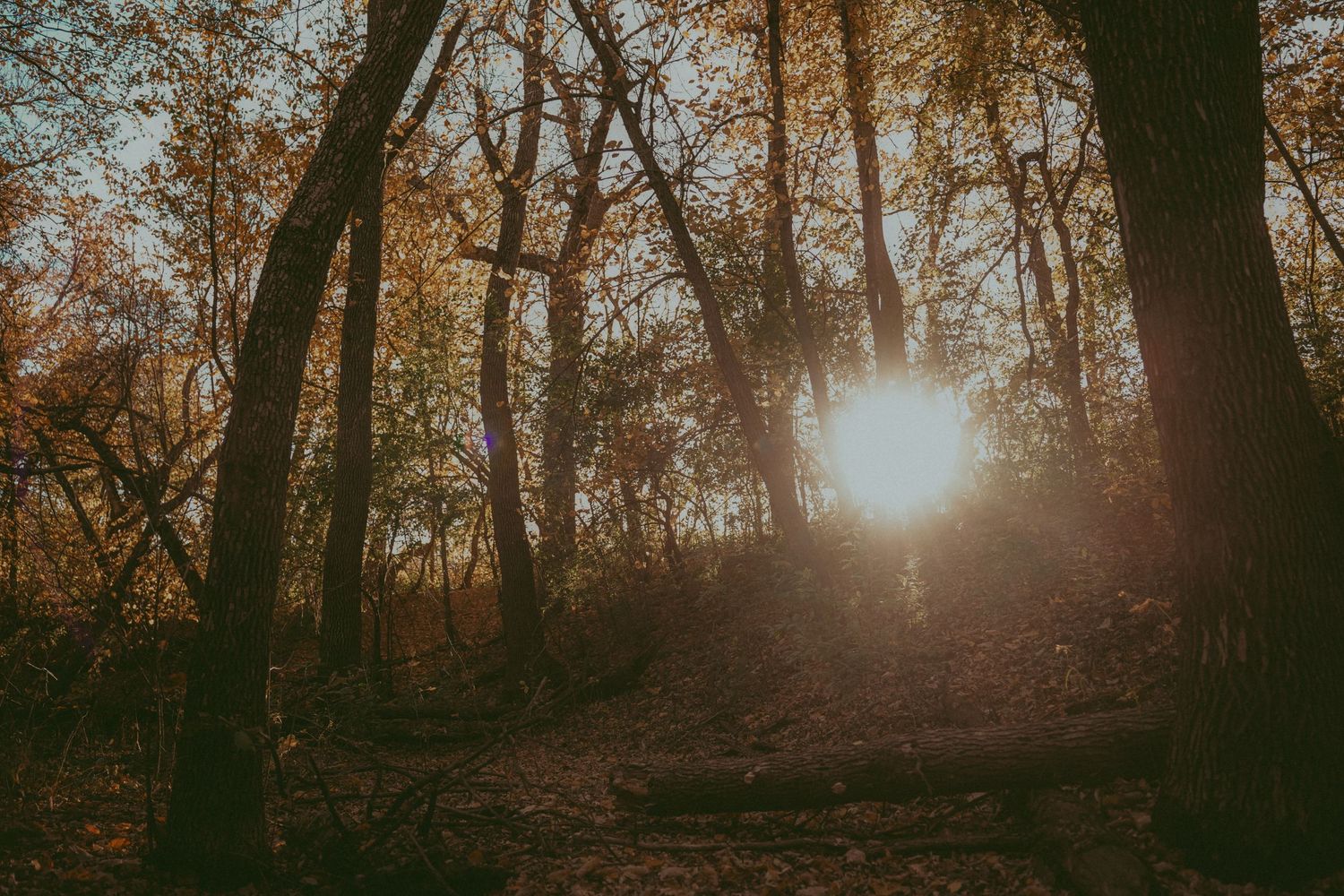 Sunlight streams through autumn trees on a misty forest path creating a warm ethereal glow.