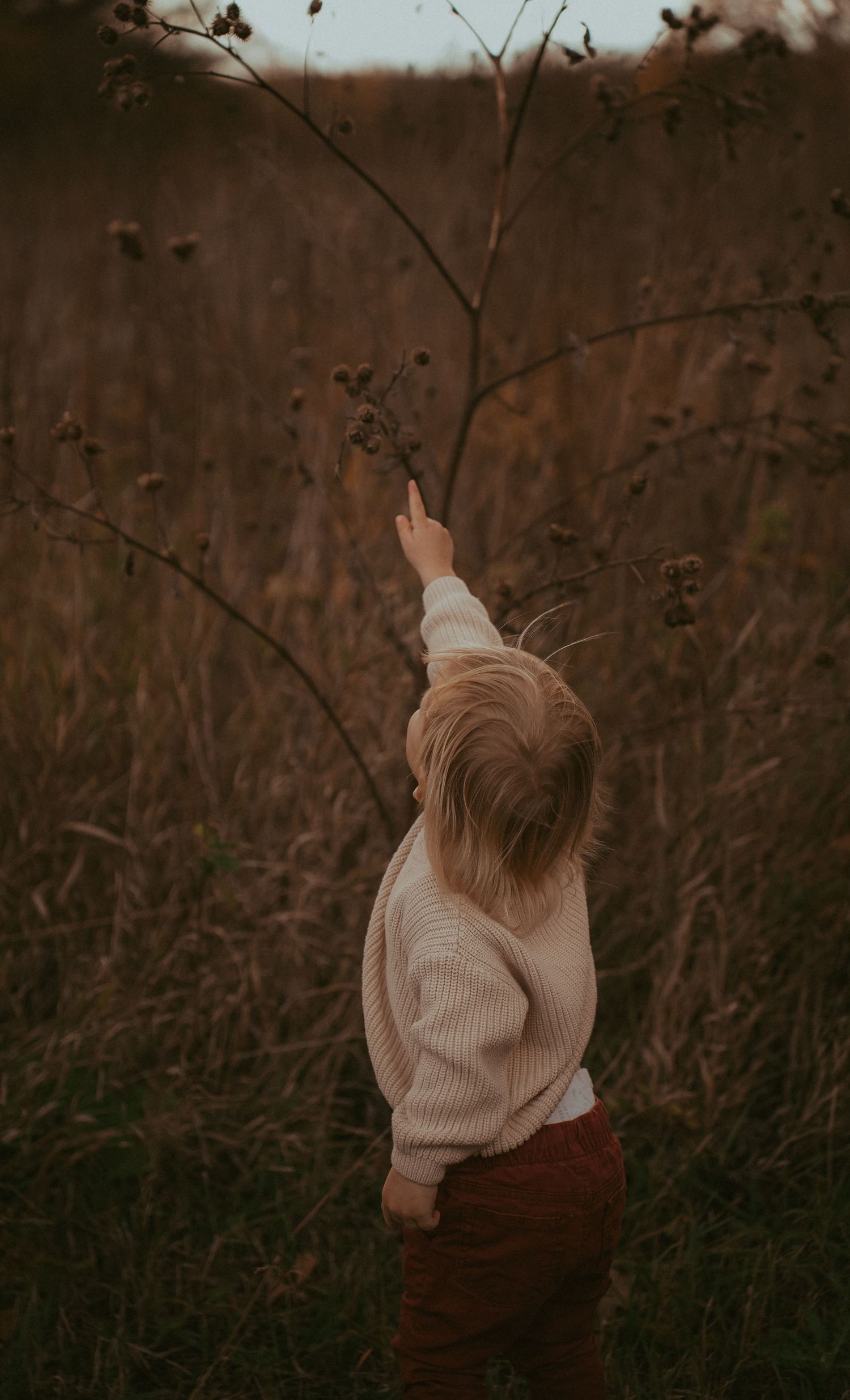Child in cream sweater reaches up to touch branches in a golden autumn field.