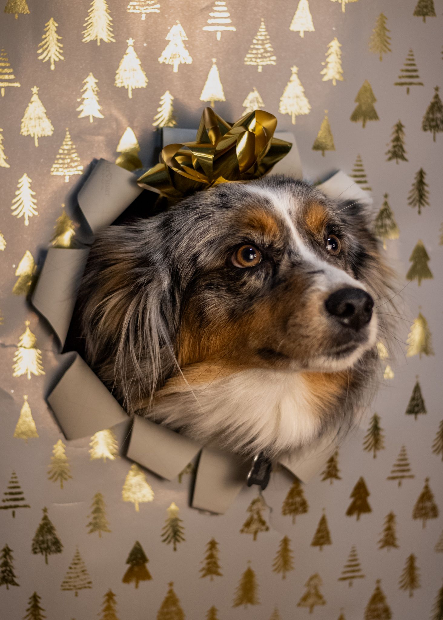 Australian shepherd dog peeks playfully through torn paper with golden Christmas tree pattern background.