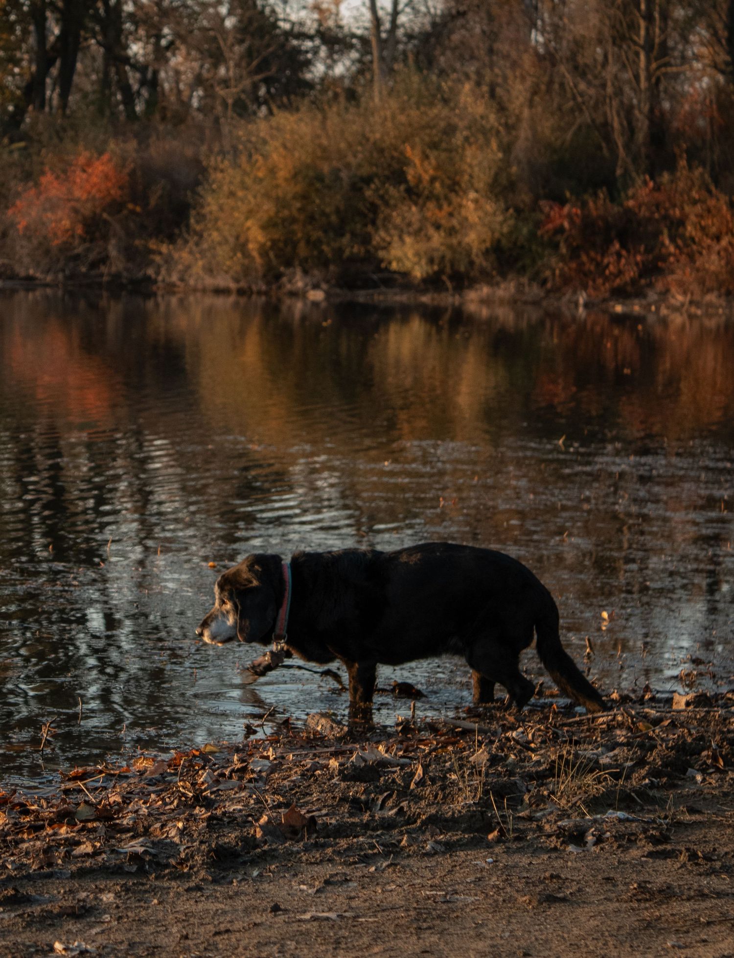 Silhouette of a dog walking along a riverbank with fall foliage and reflective water.