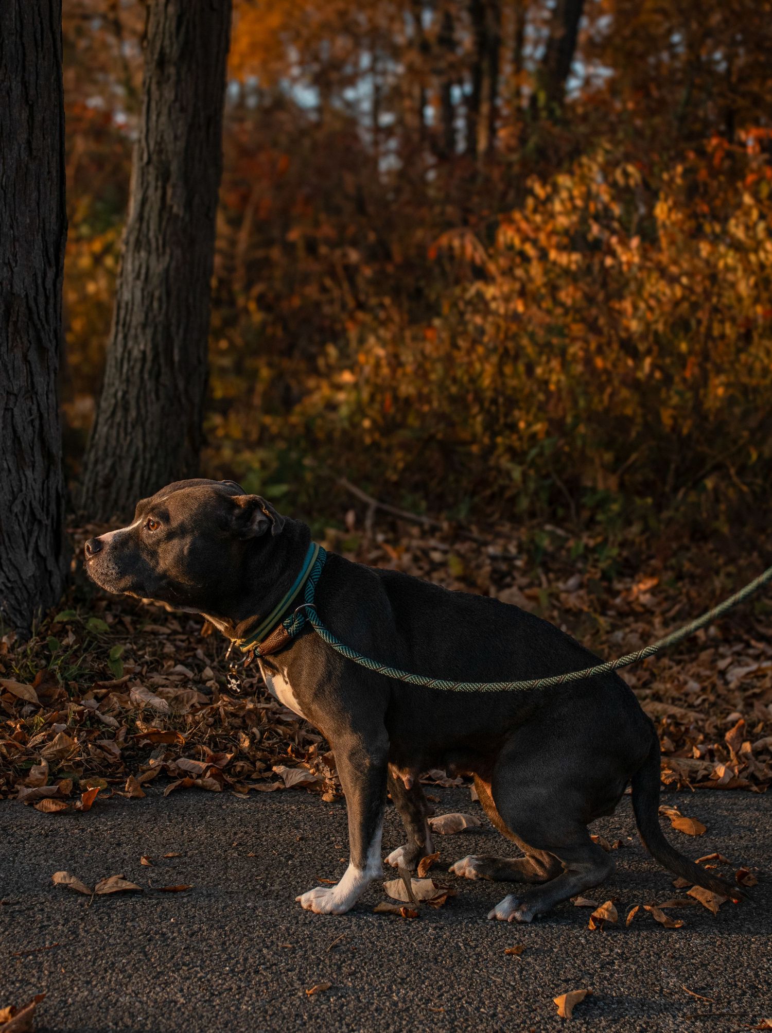 Dog walking through autumn leaves on path with orange foliage in background.