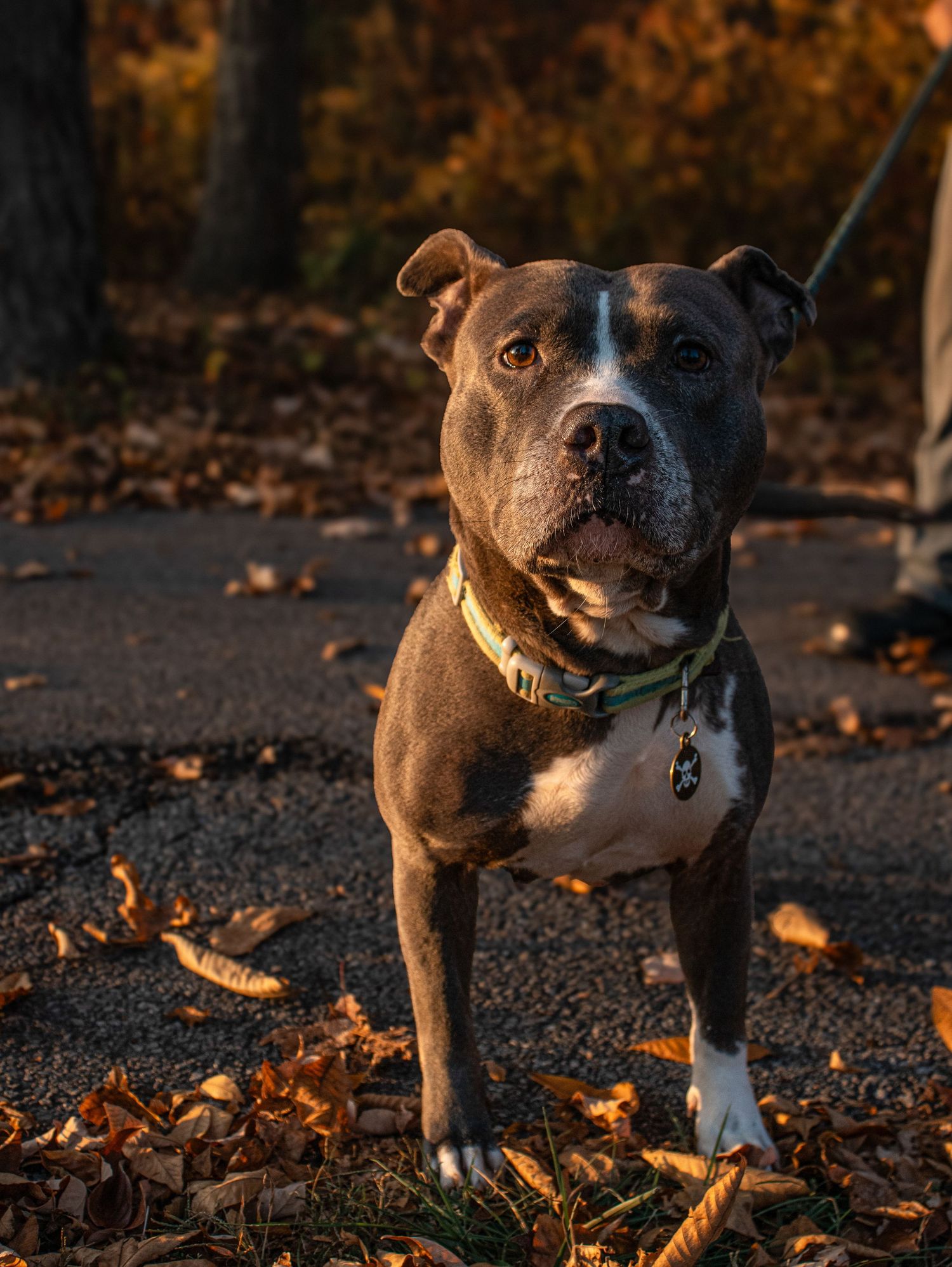 Close up portrait shots of a stocky brown dog with white markings in autumn leaves.