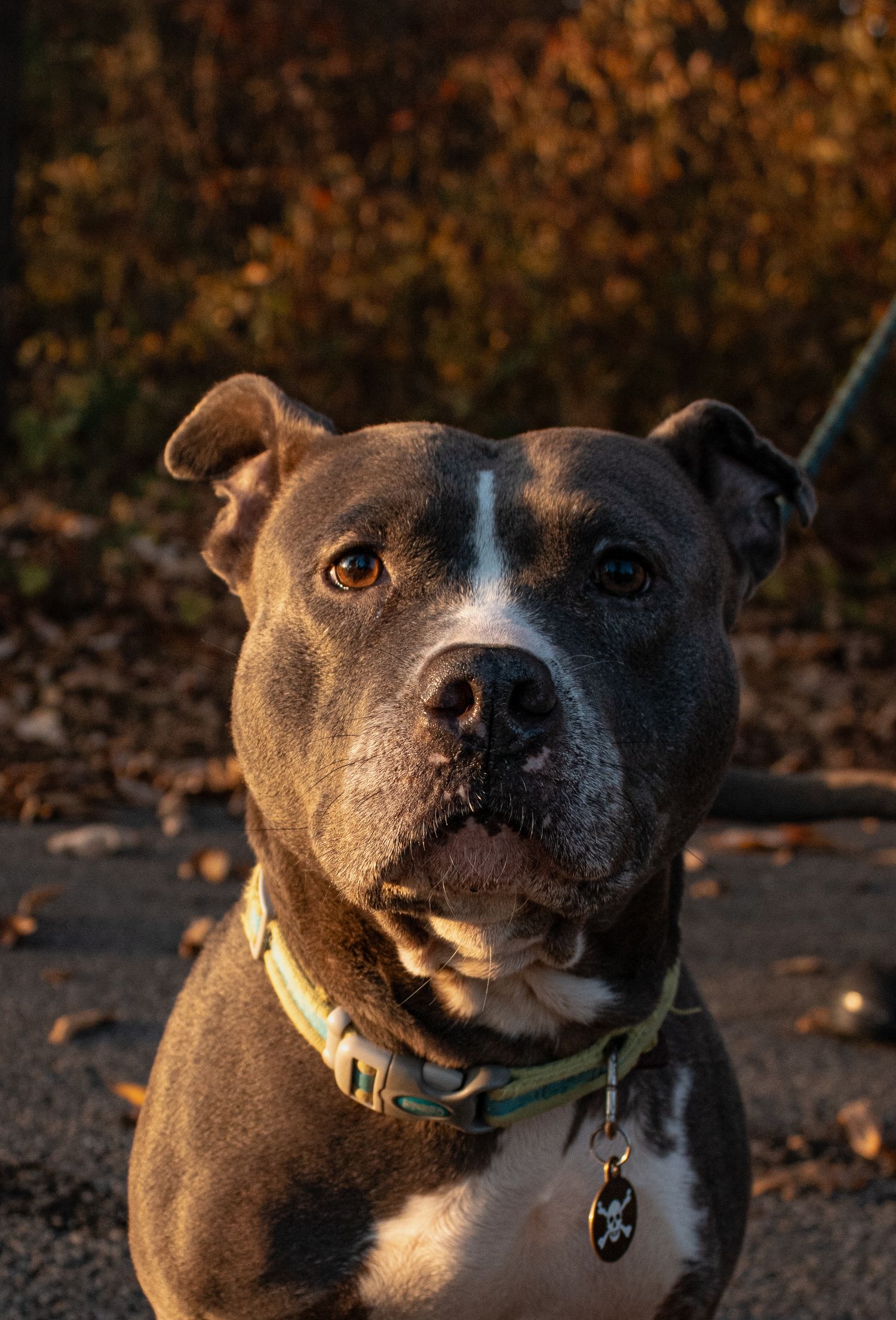 Close up portrait of smiling pit bull dog wearing green collar in warm evening light.
