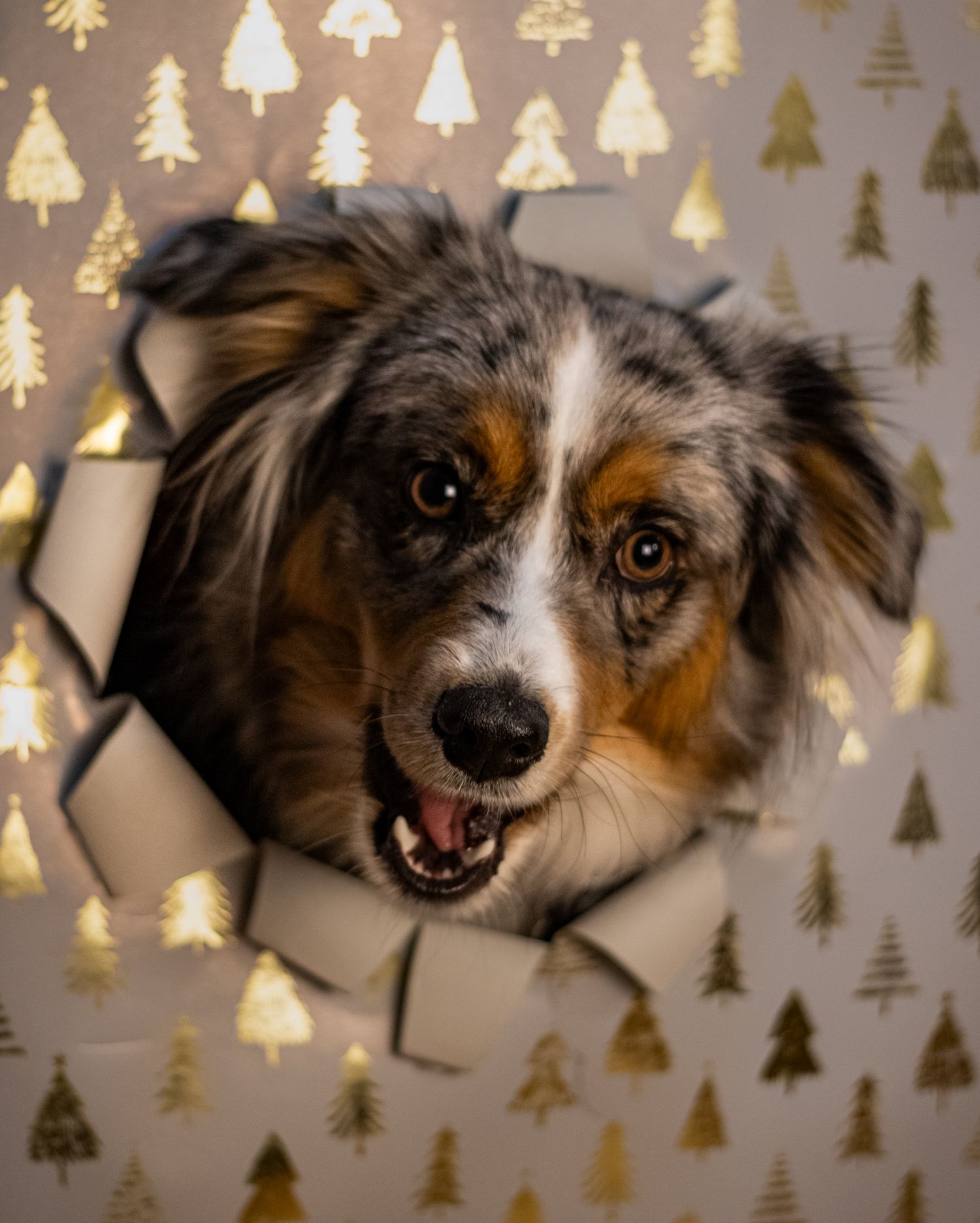Three progressive shots of an Australian shepherd dog making silly faces through torn paper.