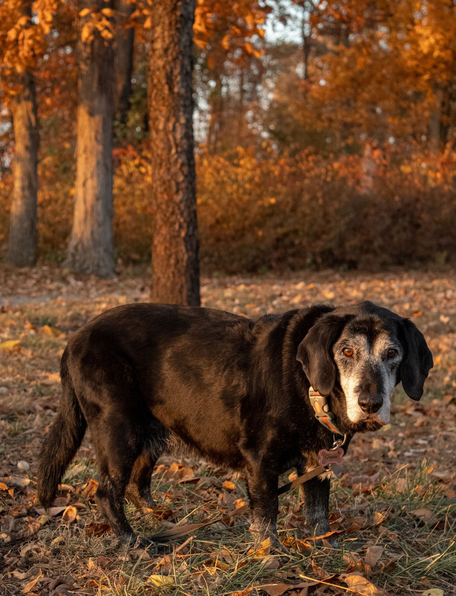 Black and brown dog walking through fallen autumn leaves in a wooded area.