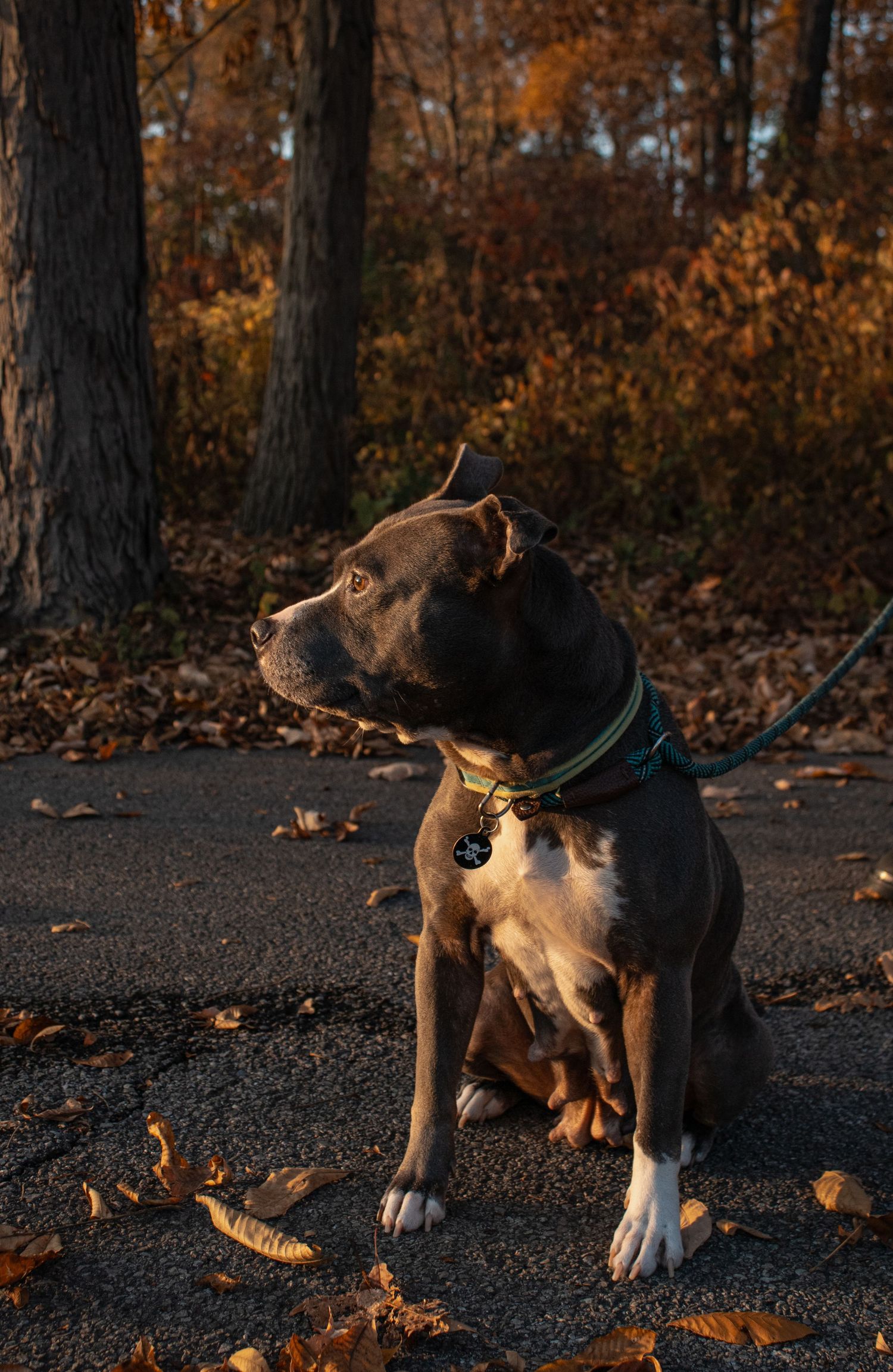 Pitbull mix dog playing in fallen autumn leaves during golden hour.