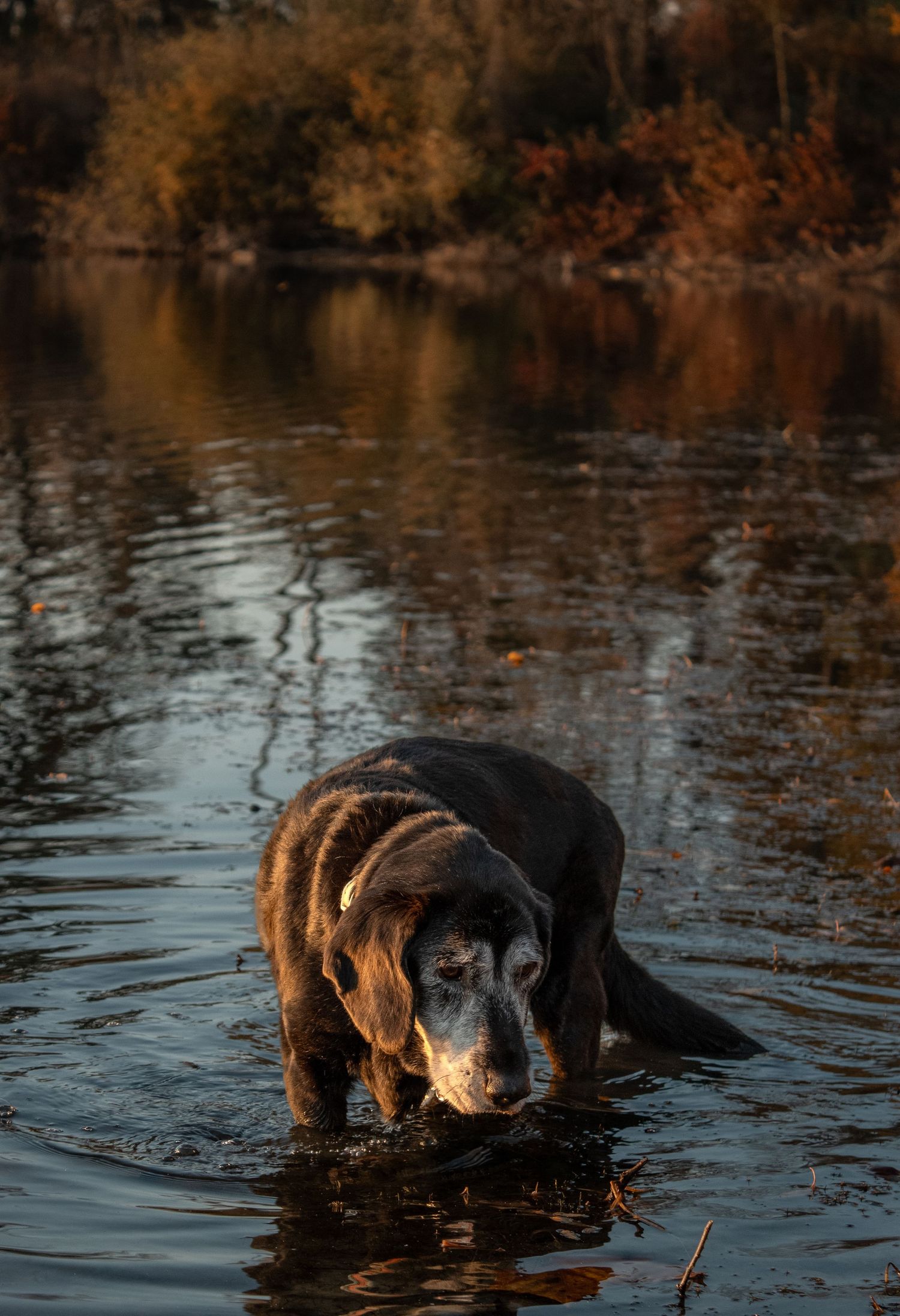Dog drinking from a lake during golden hour with autumn reflections on the water.